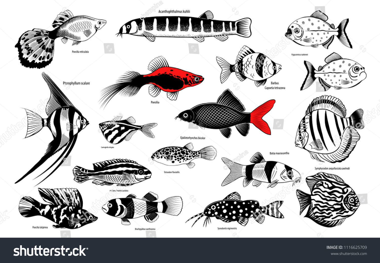 Big Set Various Aquarium Fishes Latin Stock Vector (Royalty Free ...