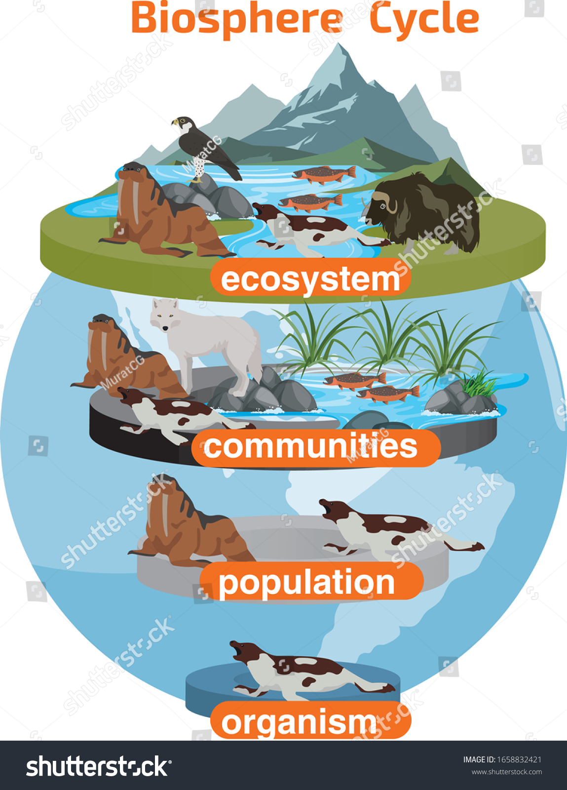 biosphere-cycle-cycle-ecosystem-communities-population-vetor-stock