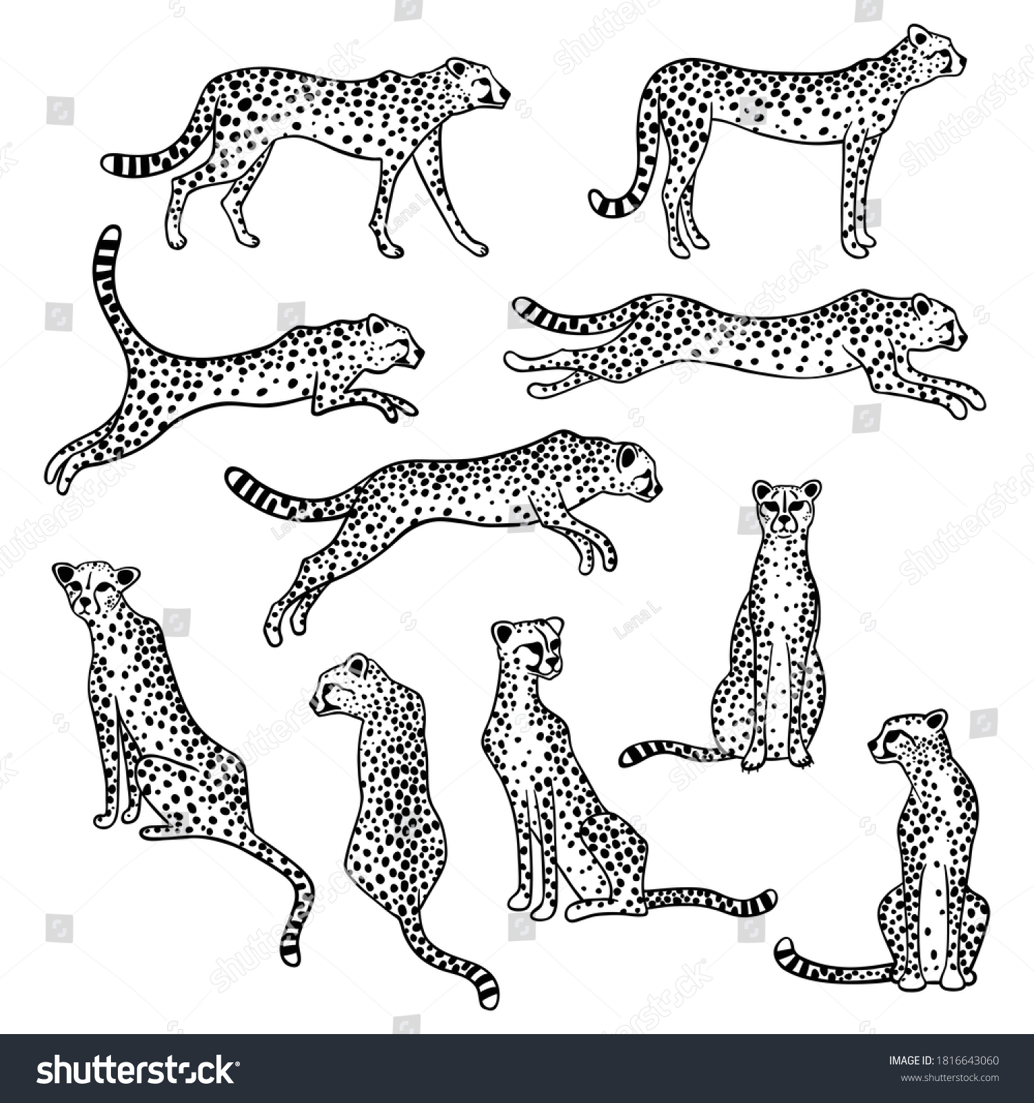 10 Black White Vector Cheetahs Stock Vector (Royalty Free) 1816643060 ...