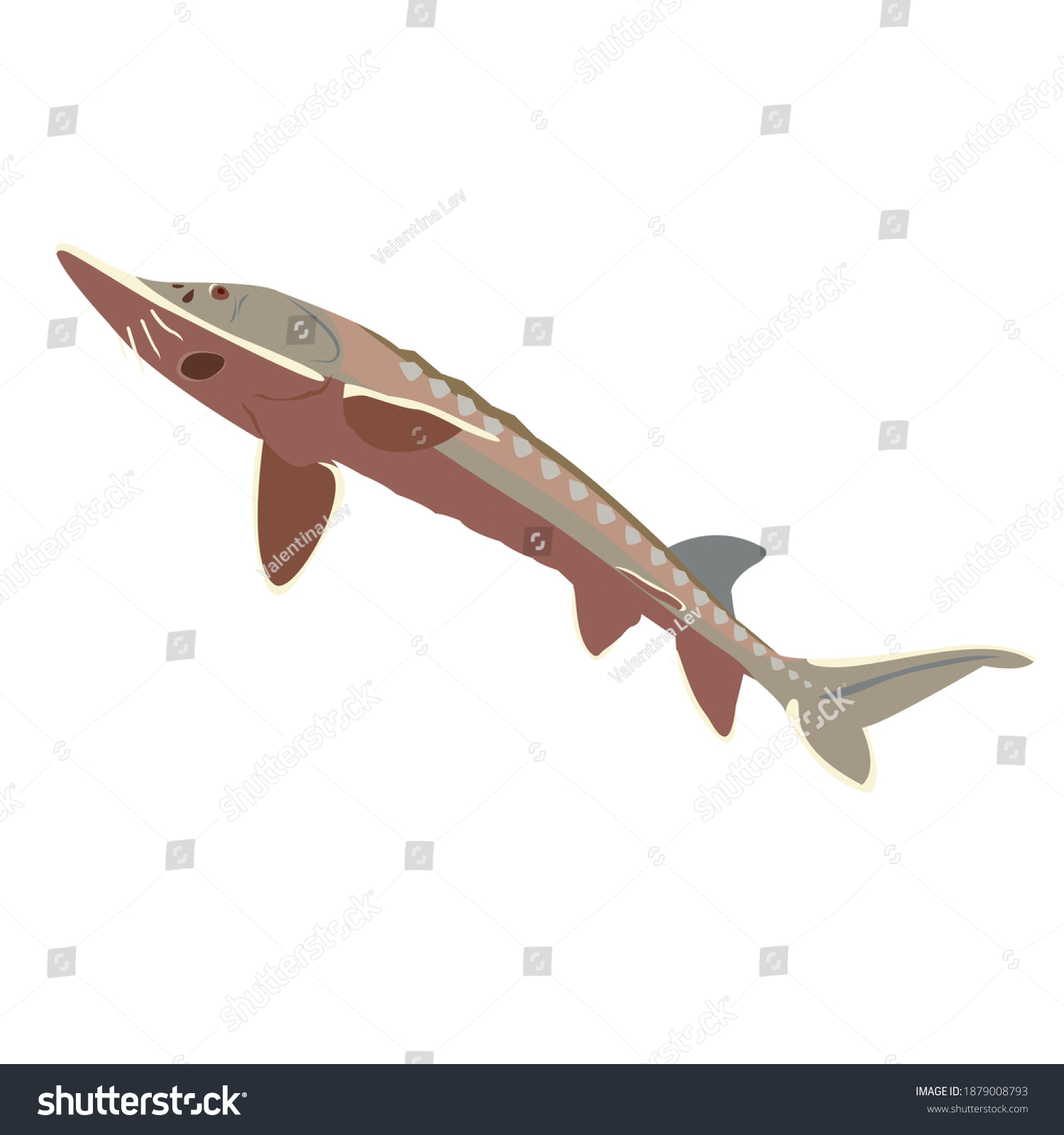 Sturgeon clip art preview