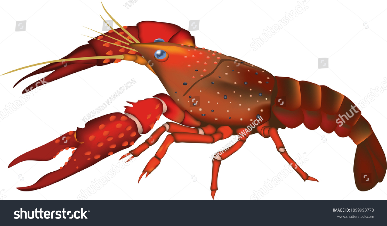 Crawfish Crayfish Illustration Vector Eps Format Stock Vector (Royalty ...