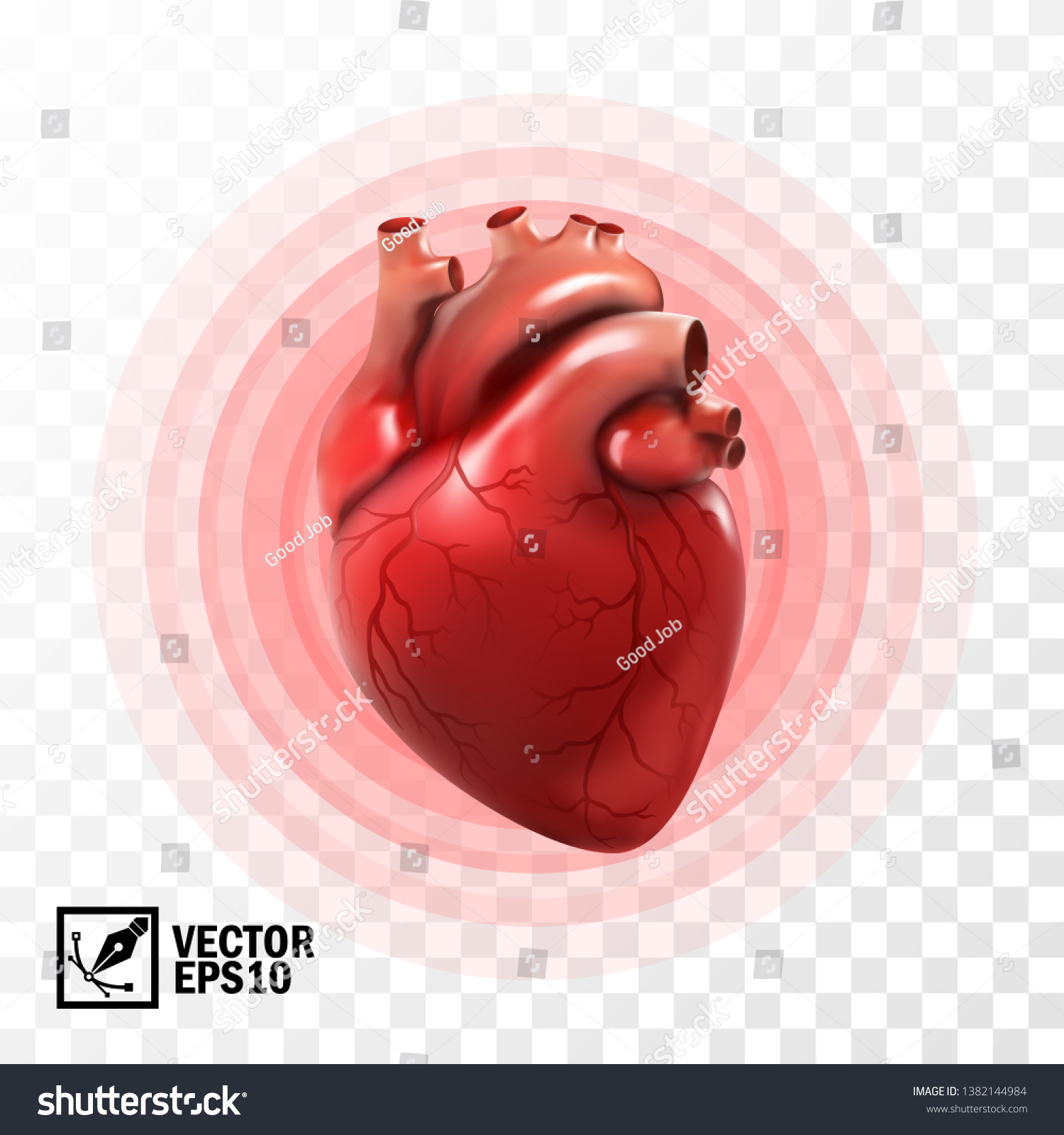 人の心臓 円脈動 心臓発作 解剖学的に静脈系の心臓を補正する3dの現実的なベクター画像 のベクター画像素材 ロイヤリティフリー