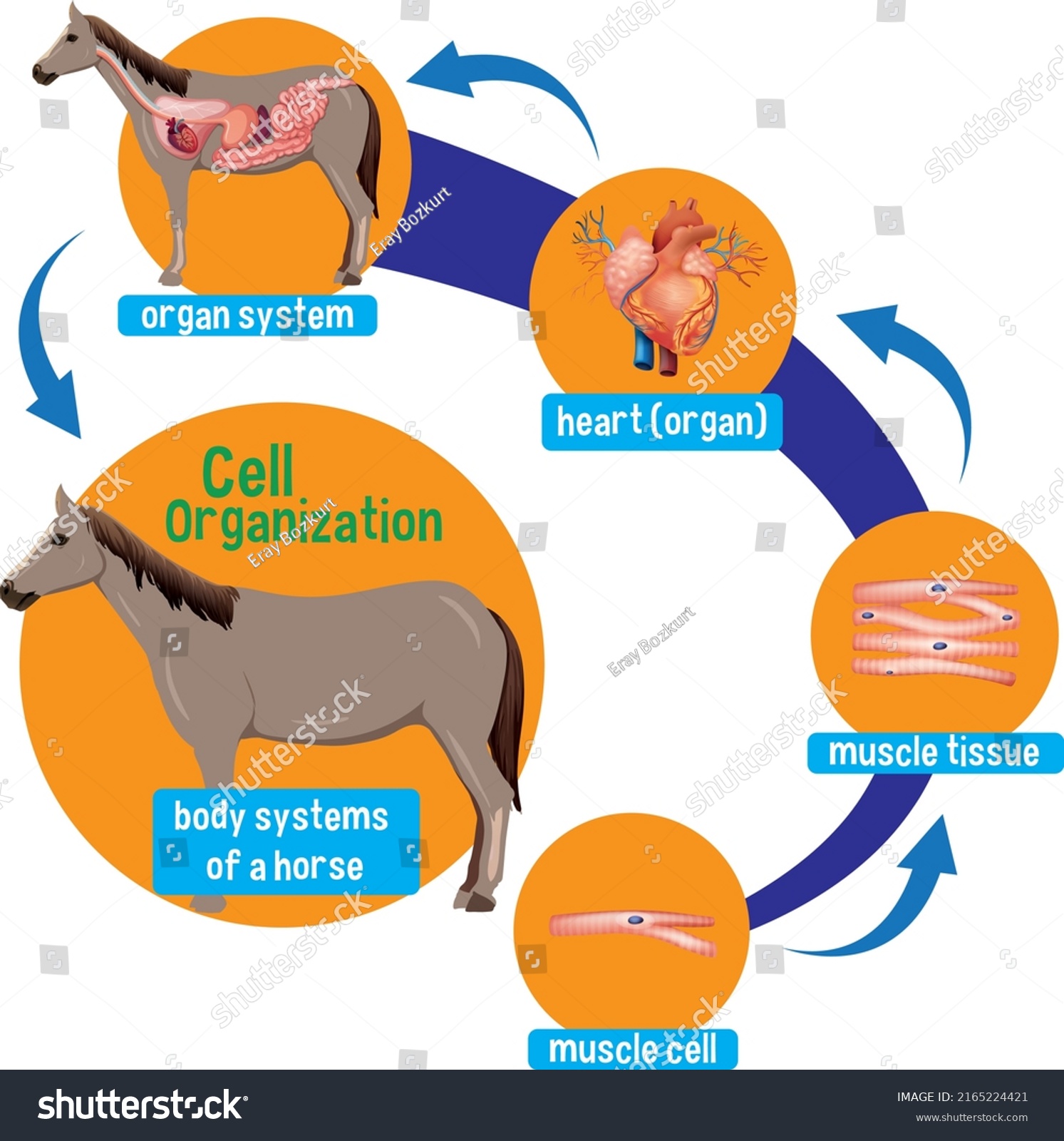 6 Proximal colon Images, Stock Photos & Vectors | Shutterstock