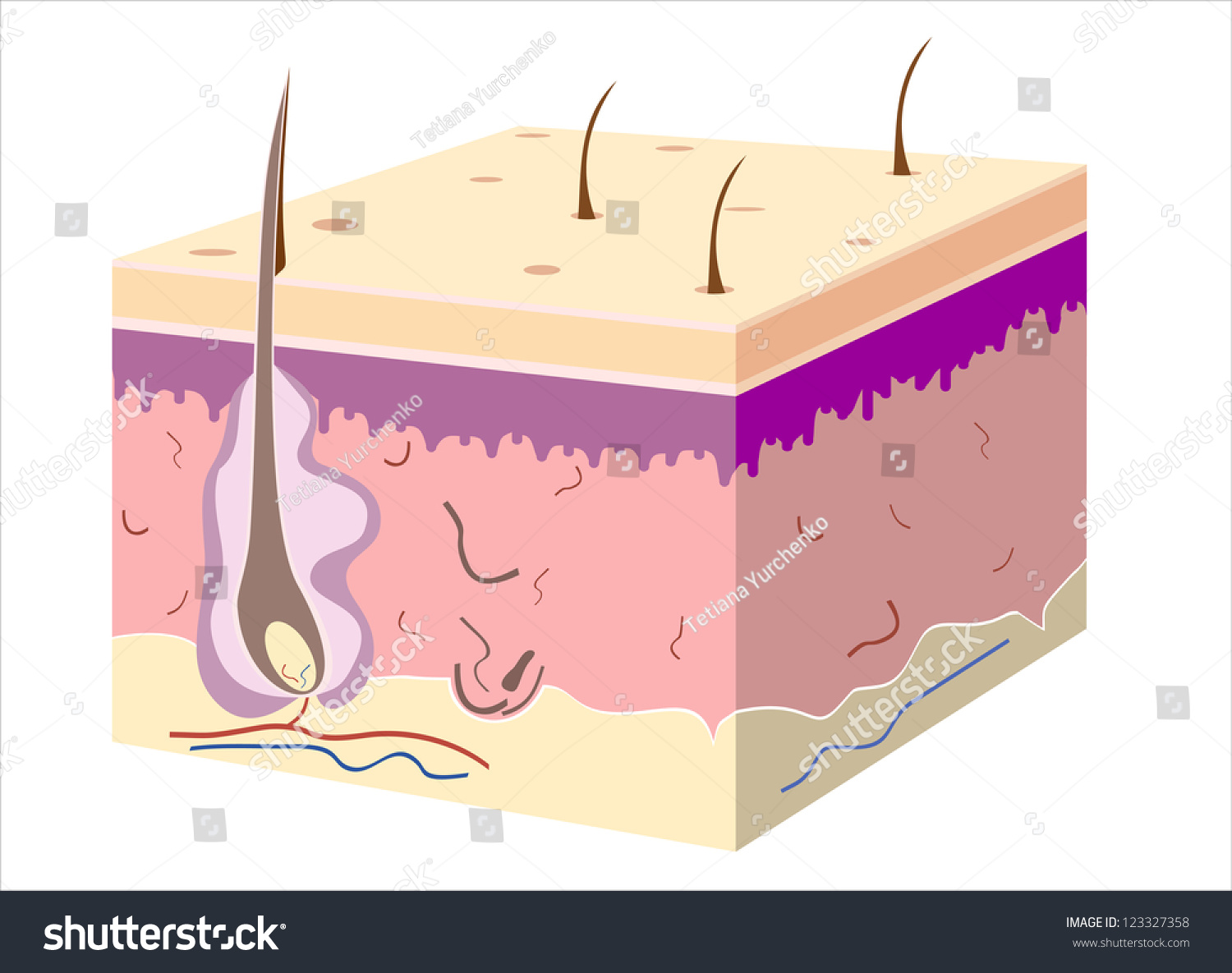 3d Skin Oblique Cut Away Epidermis Stock Vector (Royalty Free ...