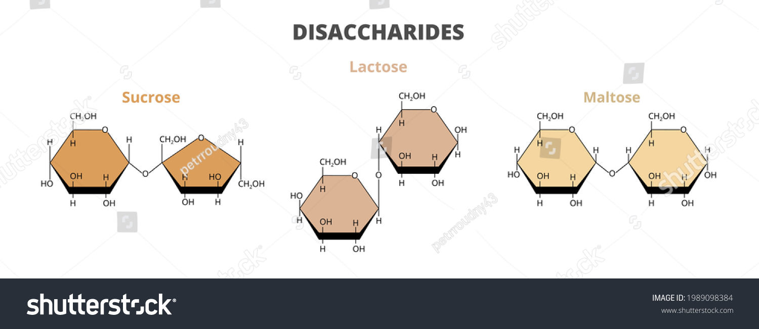 SVG of 2D vector set, the molecular structure of the dietary disaccharides – sucrose, lactose, maltose molecules composed of glucose, fructose, galactose isolated on white. Double sugars, carbohydrates. svg