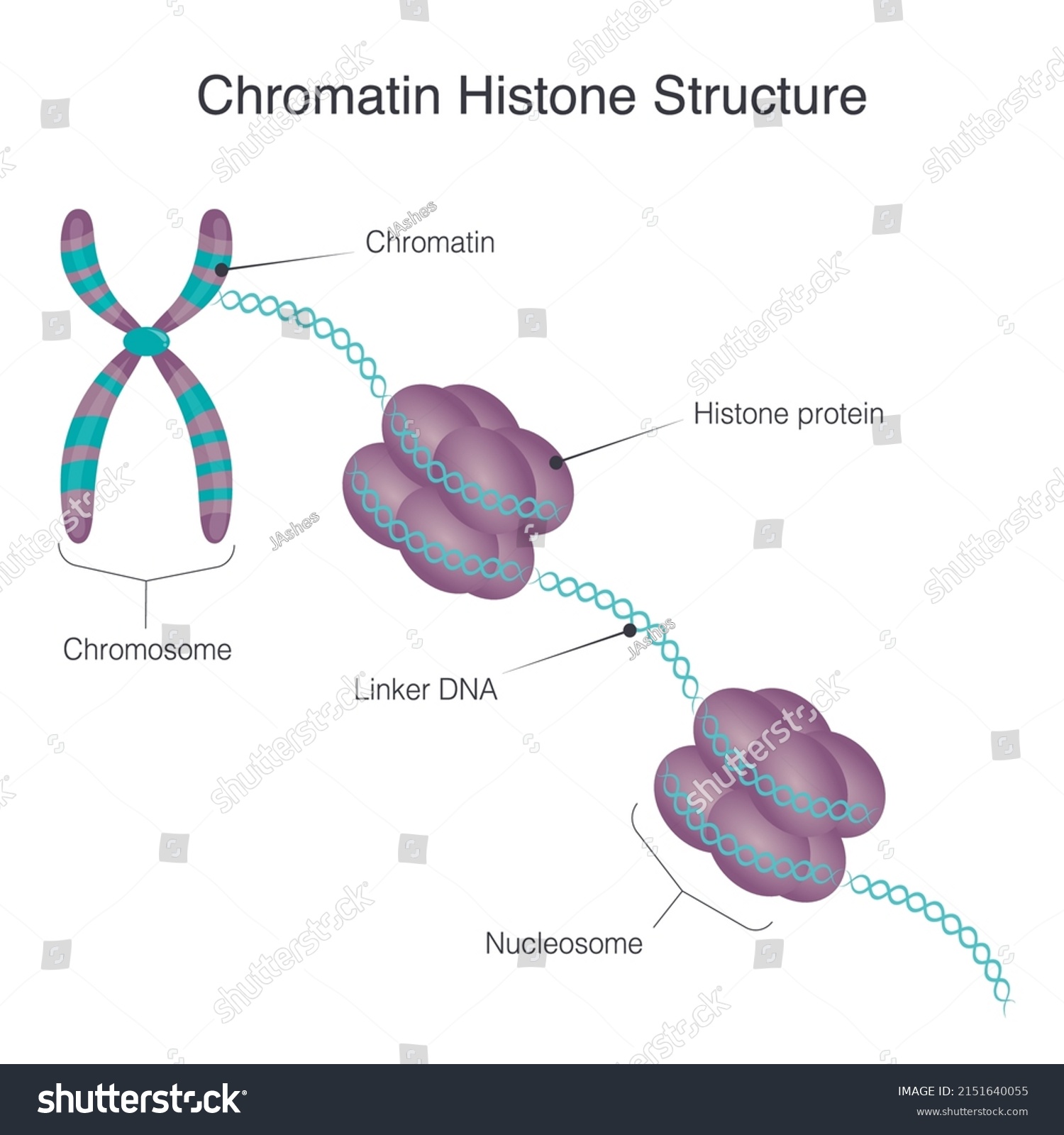 Diagram Chromatin Histone Structure Stock Vector (Royalty Free ...