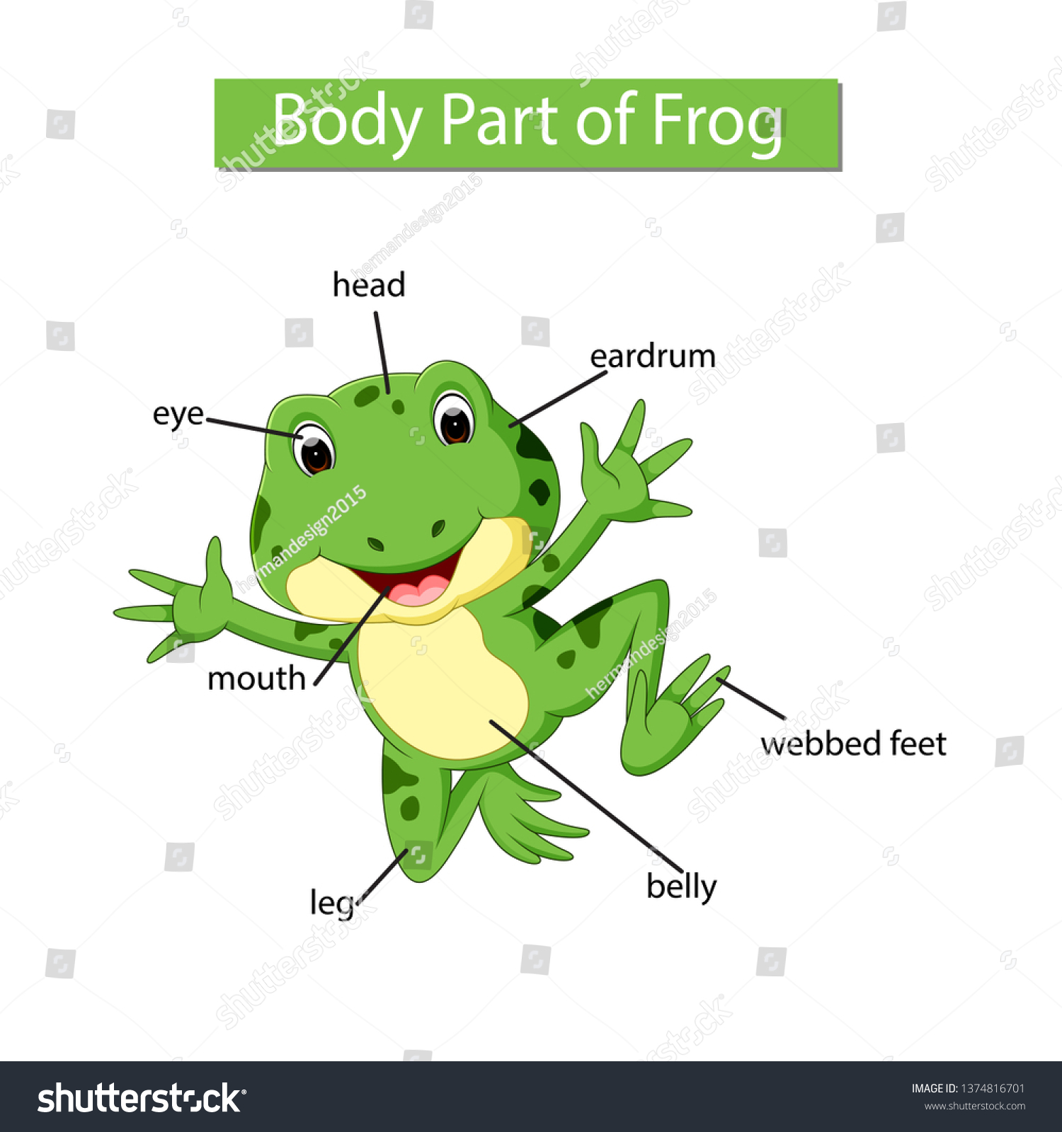 Diagram Showing Body Part Frog Stock Vector (Royalty Free) 1374816701