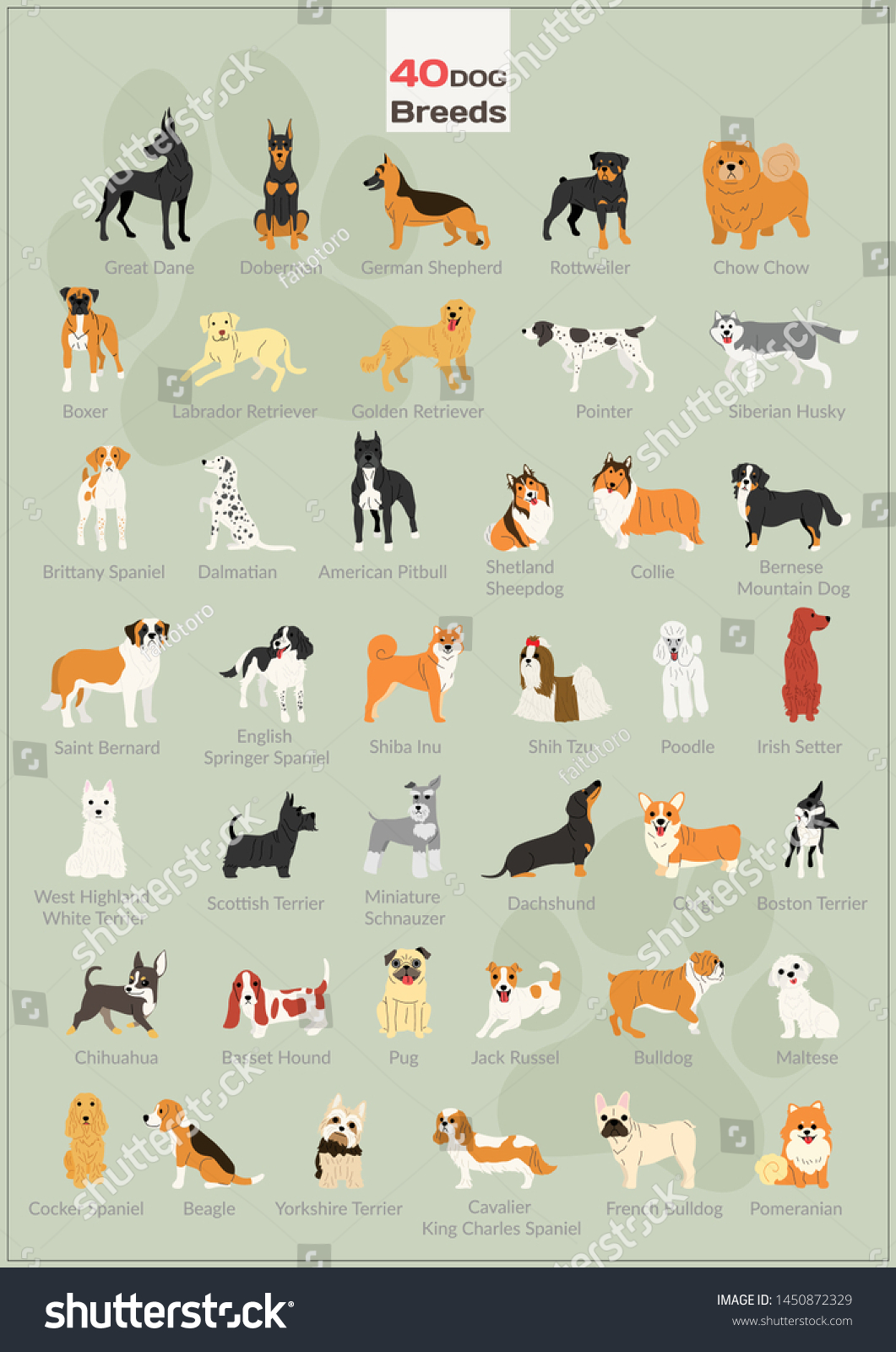 40 Dog Breeds Poster Design Stock Vector (Royalty Free) 1450872329