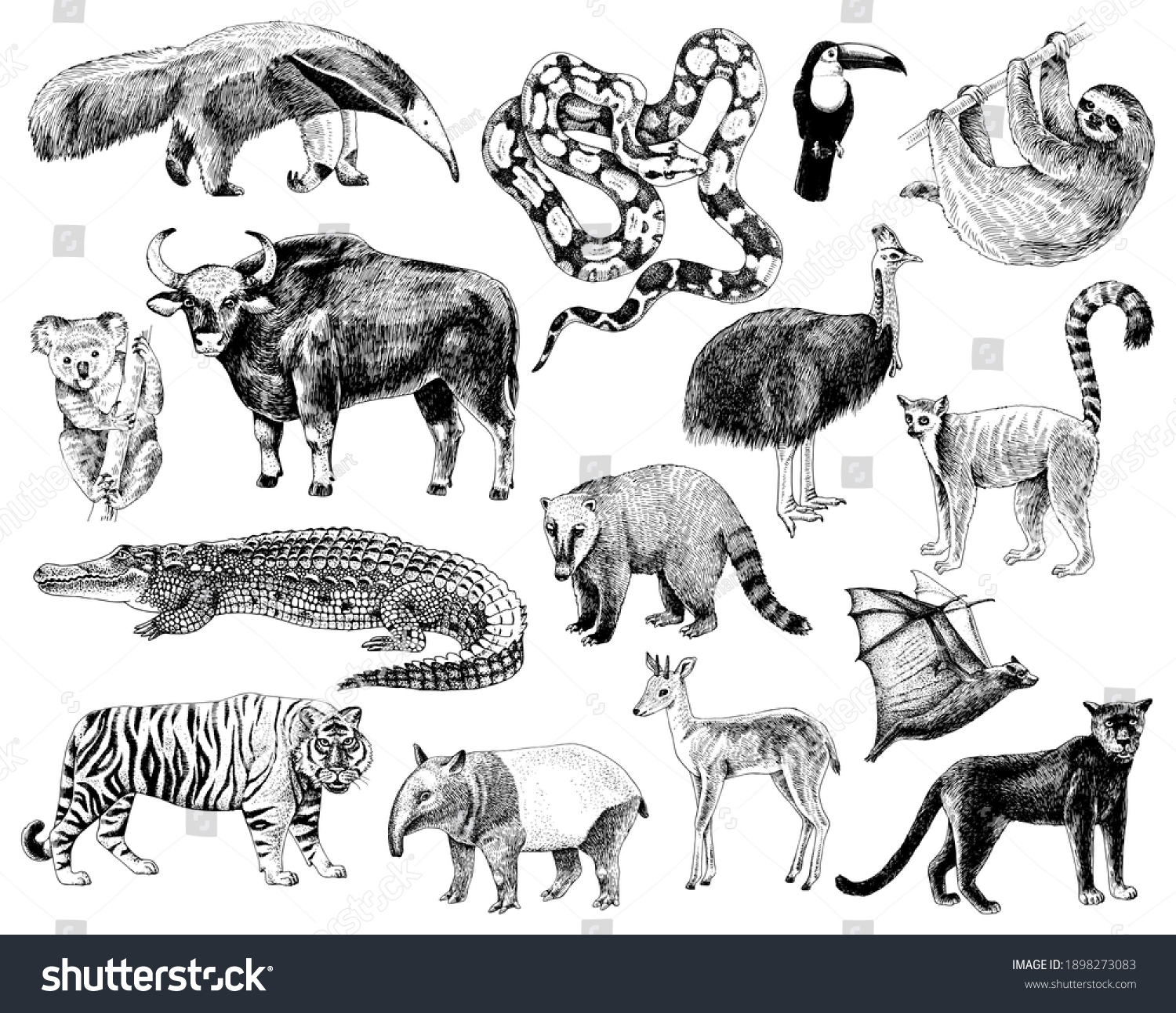 83,124 Animal engraving vintage Images, Stock Photos & Vectors ...