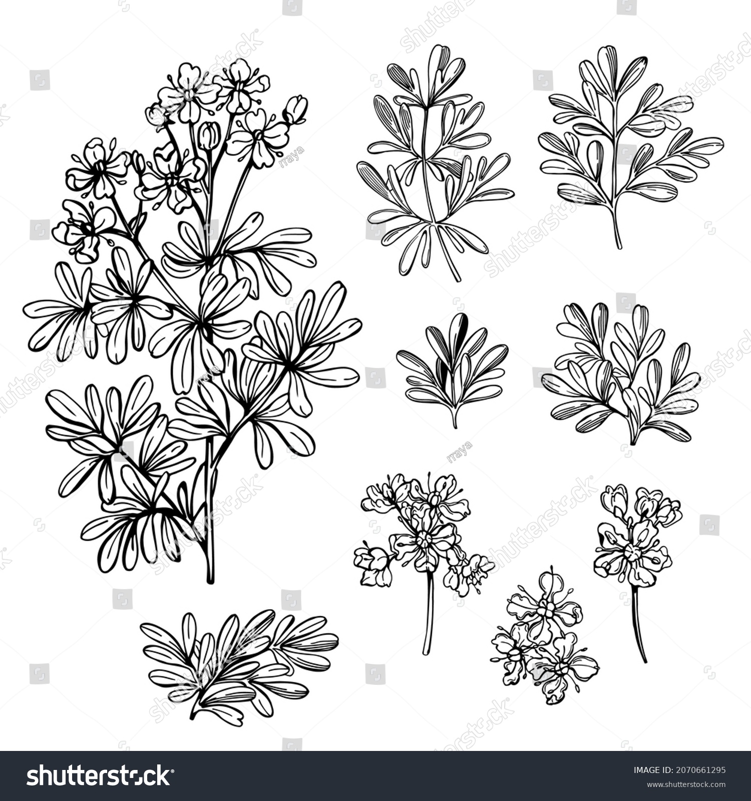 626 Ruta graveolens Images, Stock Photos & Vectors | Shutterstock