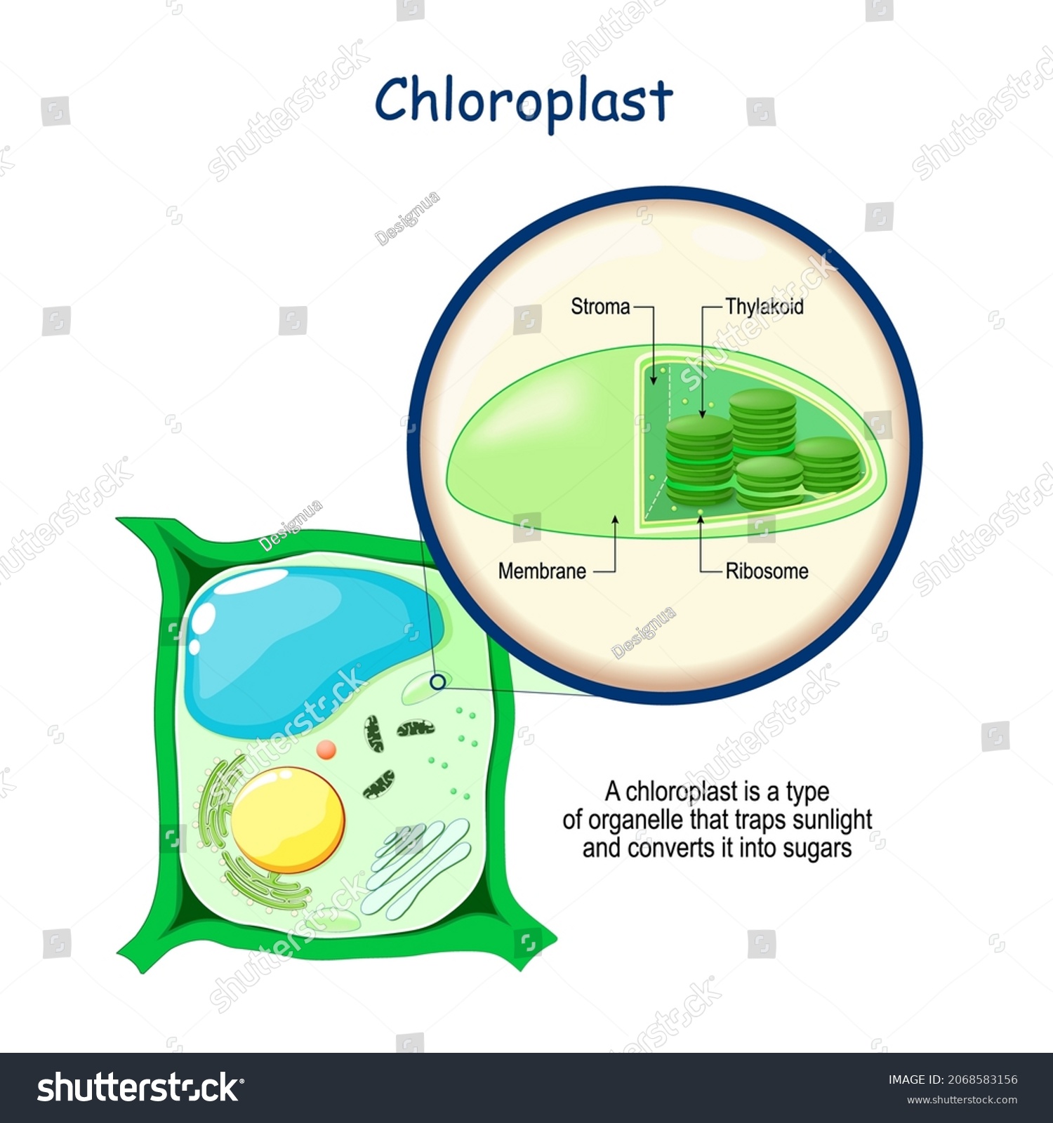 Anatomy Structure Plant Cell Cross Section Stock Vector (Royalty Free ...