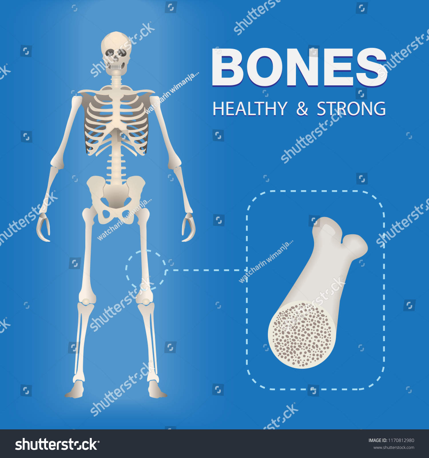 Human Skeleton Posterior Didactic Board Anatomy Stock Vektor Royaltyfri Shutterstock