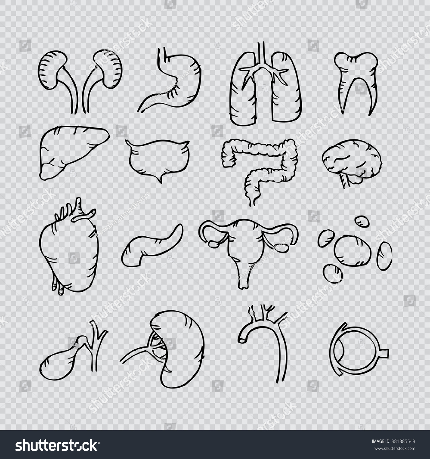 Internal Human Organs. Sketchy Style Illustration. - 381385549 ...