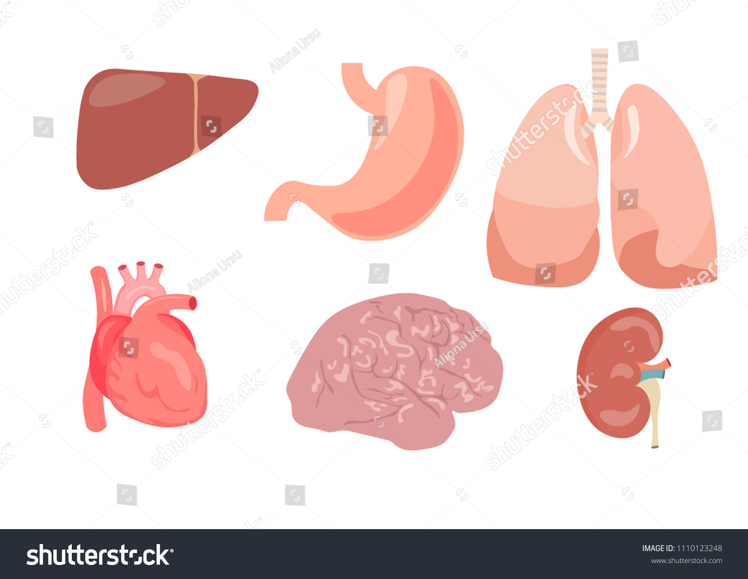 Internal Organs Vector Design Brain Liver Stock Vector (Royalty Free ...