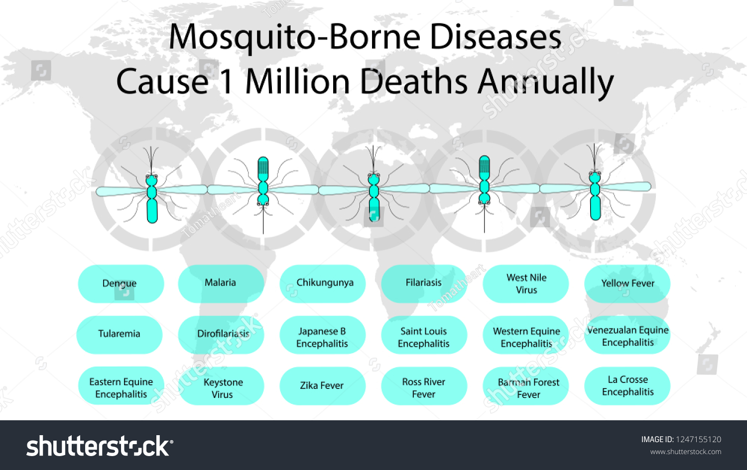 Mosquitoes Diseases Transmitted By Them Mosquitoborne Stock Vector