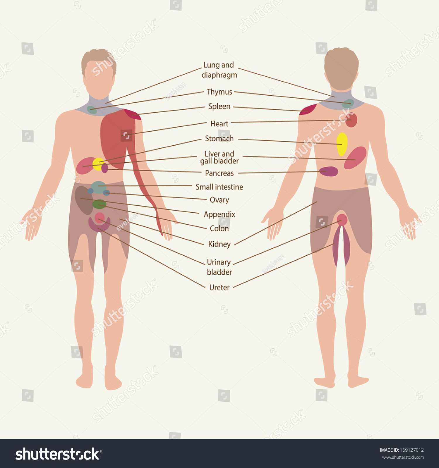 Pain Zones Organs Points Pain Area Stock Vector Illustration 