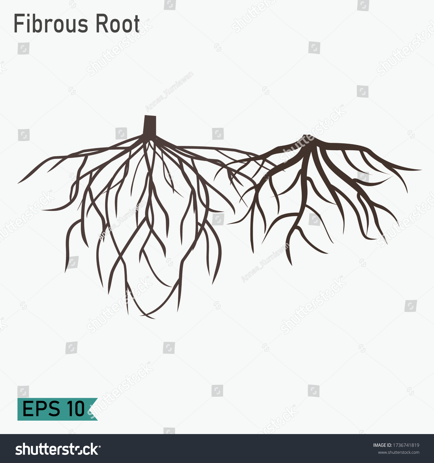 Root Design Flat Style Illustration Fibrous Stock Vector (Royalty Free ...