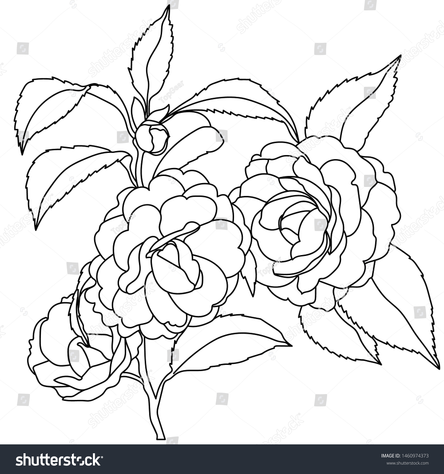 白い背景にバラのツバキの花 手描きのツバキの花 白黒の線付きイラスト のベクター画像素材 ロイヤリティフリー