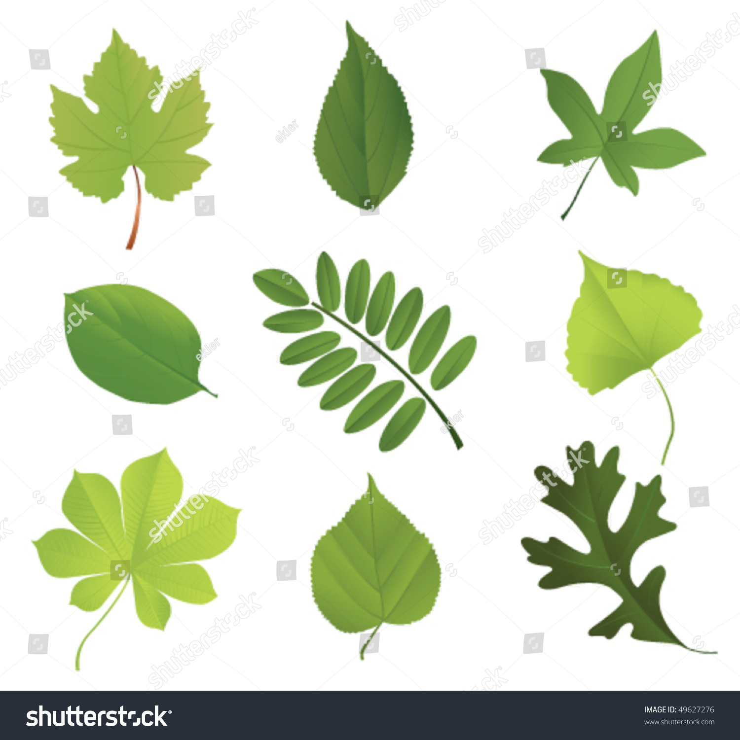 Set Of Leaves Of Various Trees Stock Vector Illustration 49627276 ...