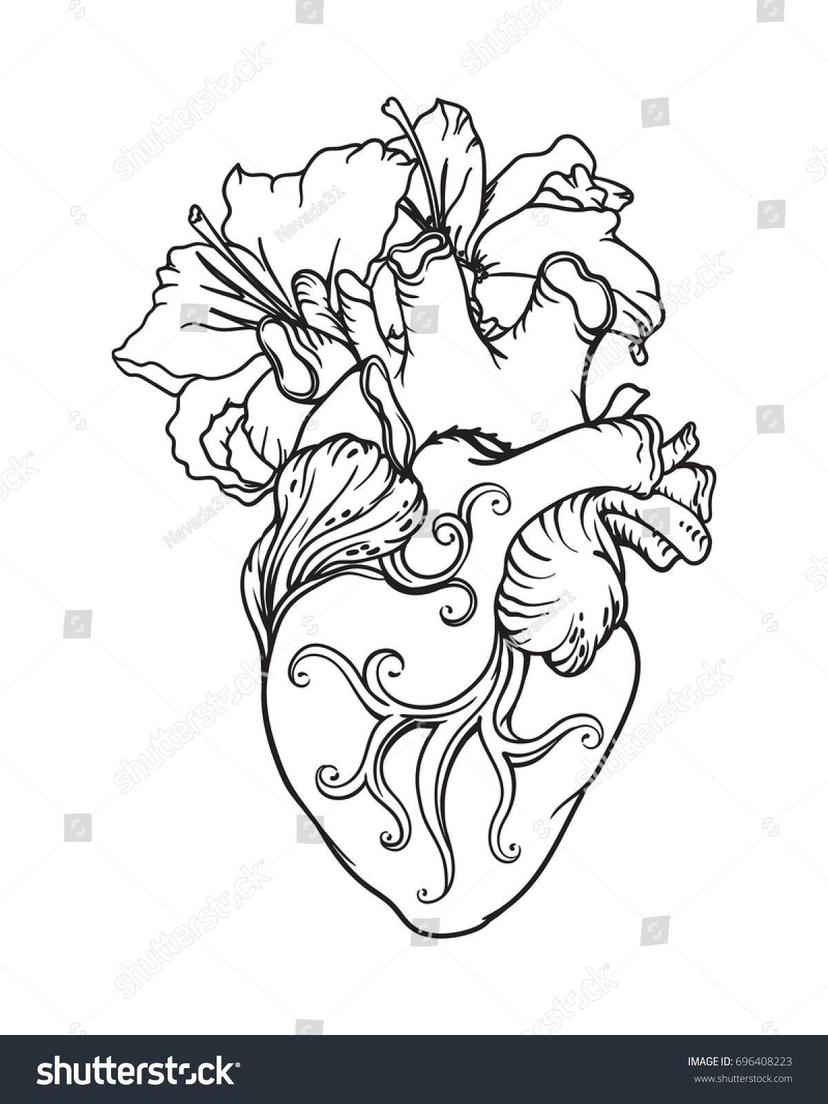 Stylized Anatomical  Human Heart  Drawing Heart  Stock Vector 