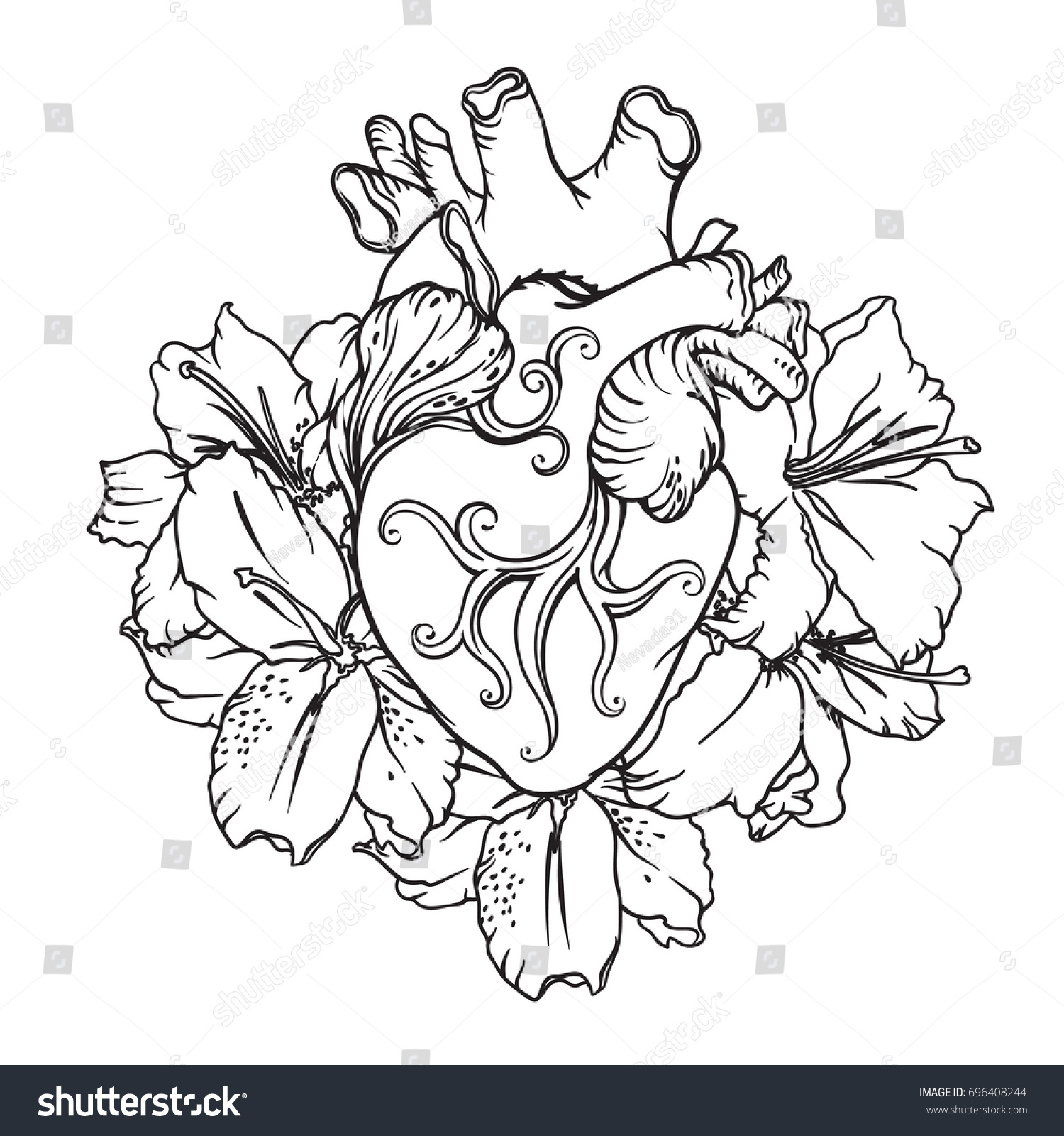 Stylized Anatomical Human Heart Drawing Heart Stock Vector 696408244