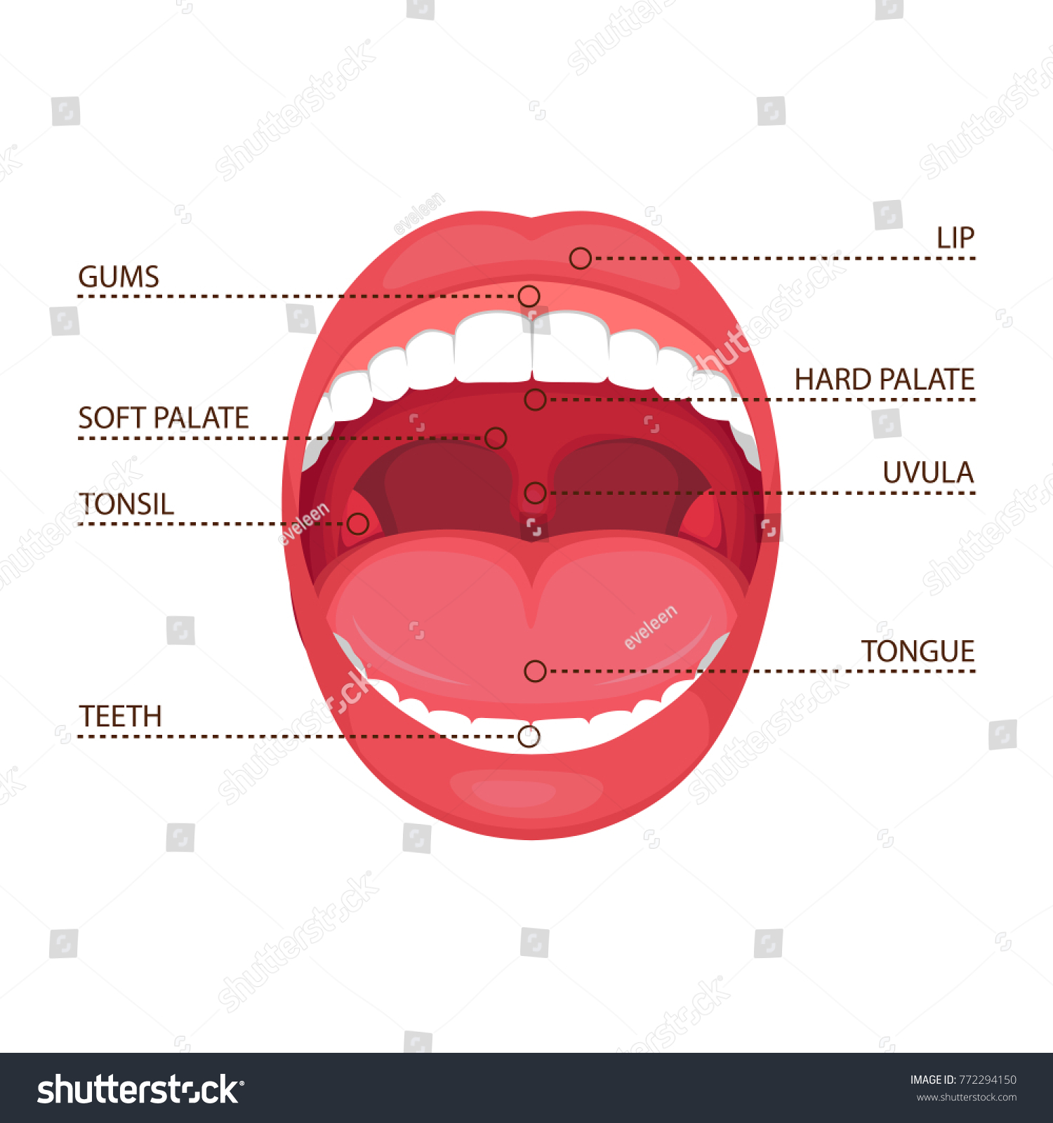 Vector Illustration Anatomy Human Open Mouth Stock Vector (Royalty Free ...