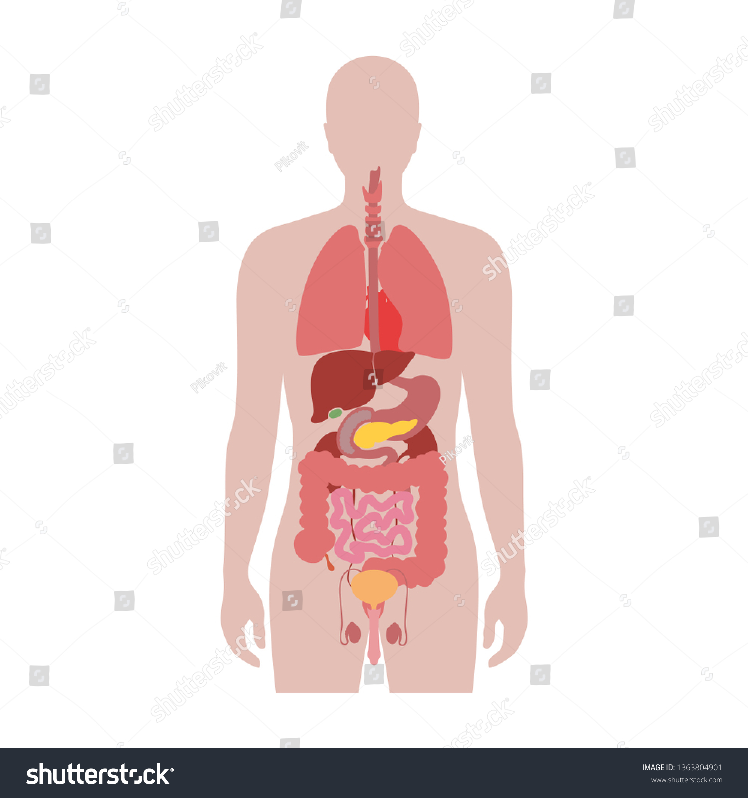 151,286 Internal organ Images, Stock Photos & Vectors | Shutterstock