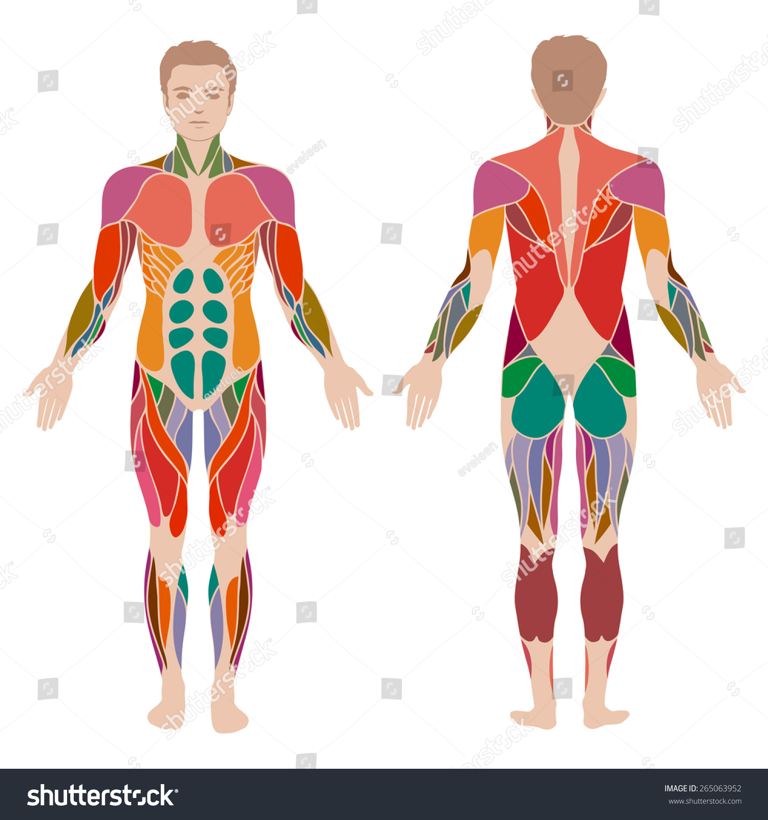 Muscle Diagram Male Body Names Stock Vector Muscle Diagram Human Images