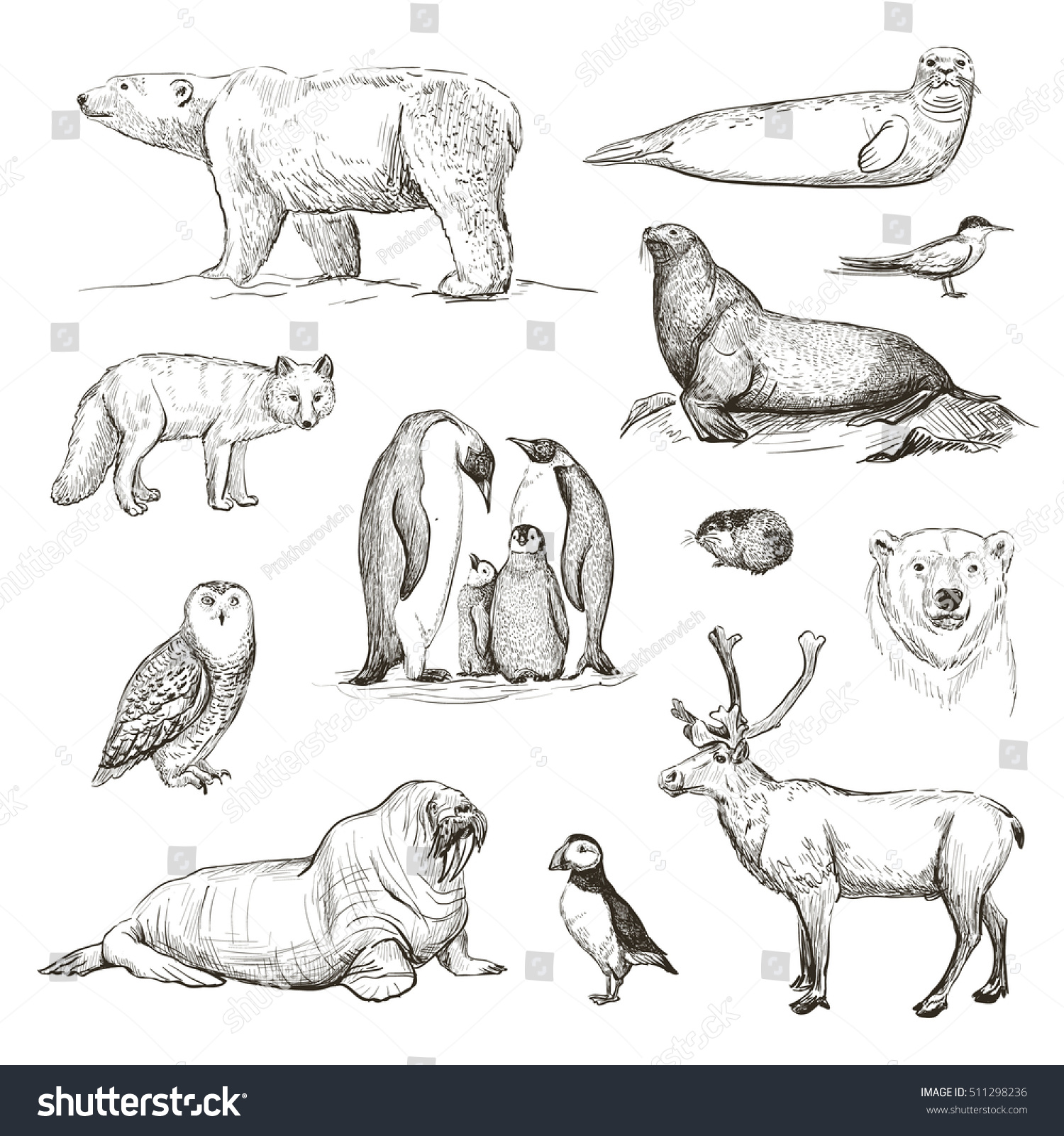 256,381 Mammal sketch Images, Stock Photos & Vectors | Shutterstock