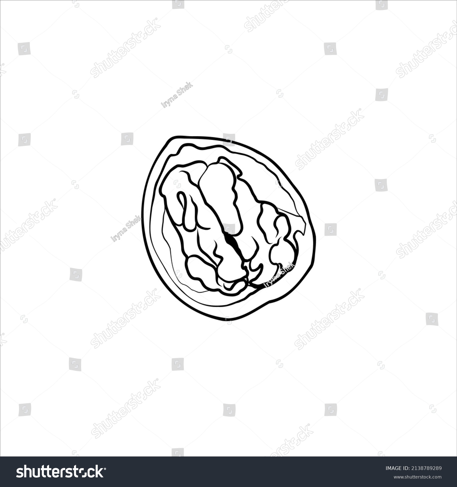 Walnut Linear Hand Drawing Vector Illustration Stock Vector (royalty 