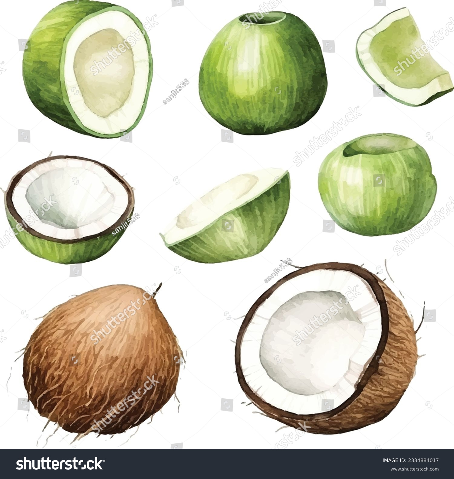 SVG of  Watercolor Fresh ripe coconut, coconut half piece with white flesh. Tropical coconut fruits on white background svg