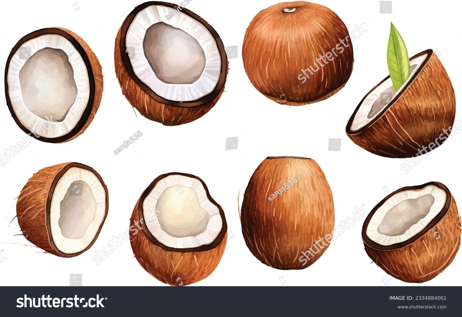 SVG of  Watercolor Fresh ripe coconut, coconut half piece with white flesh. Tropical coconut fruits on white background svg