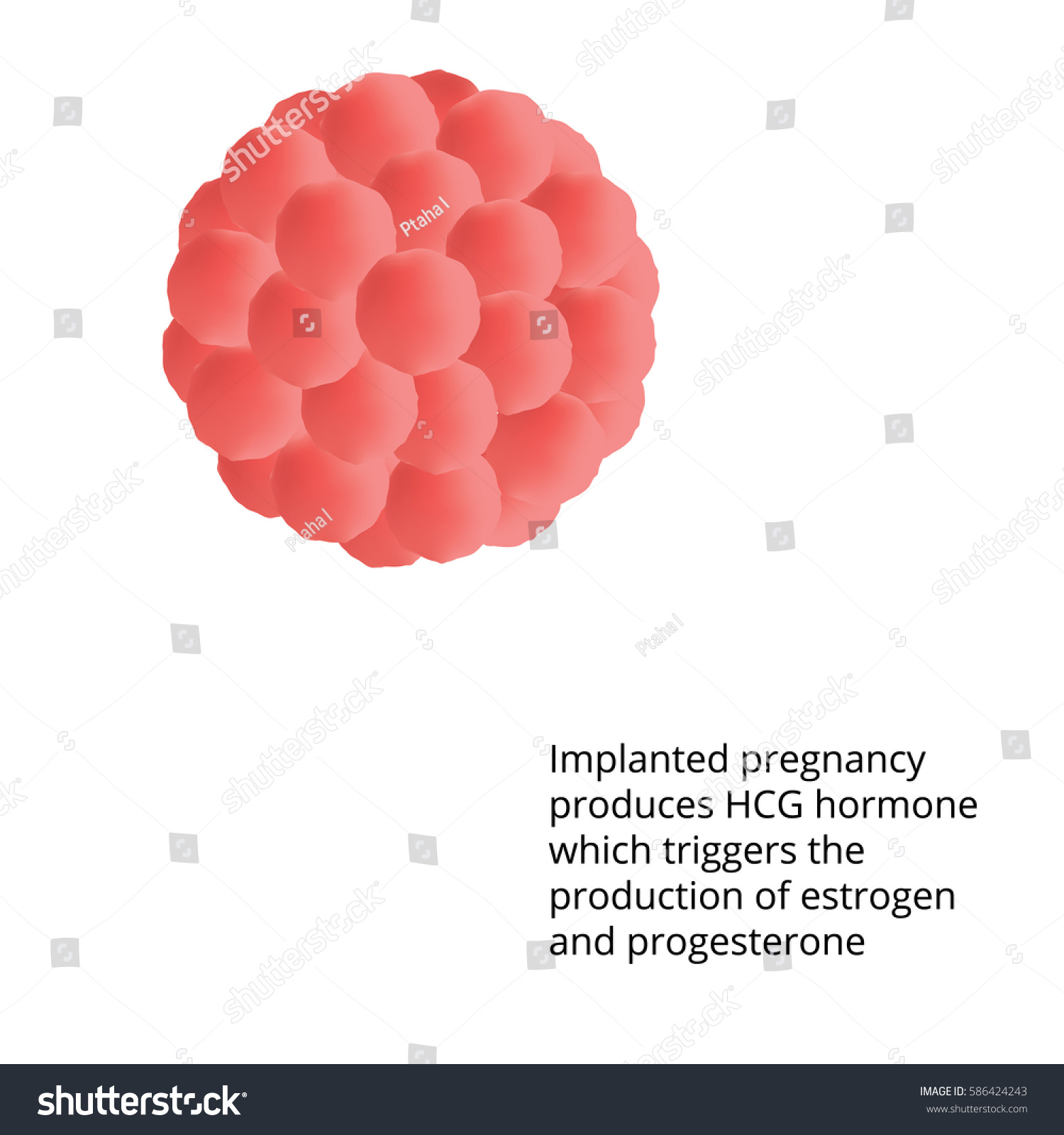 fetal development 1 2 weeks pregnant ultrasound pictures