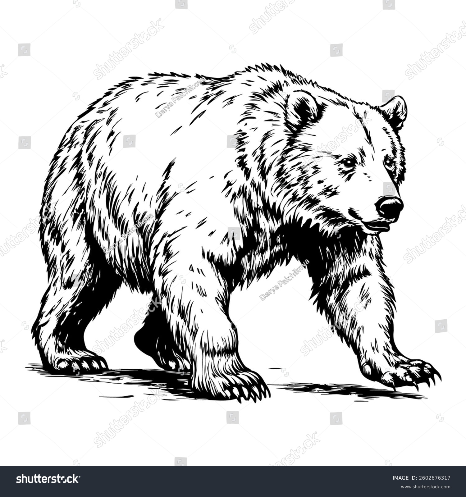 black and white bear walking clip art preview