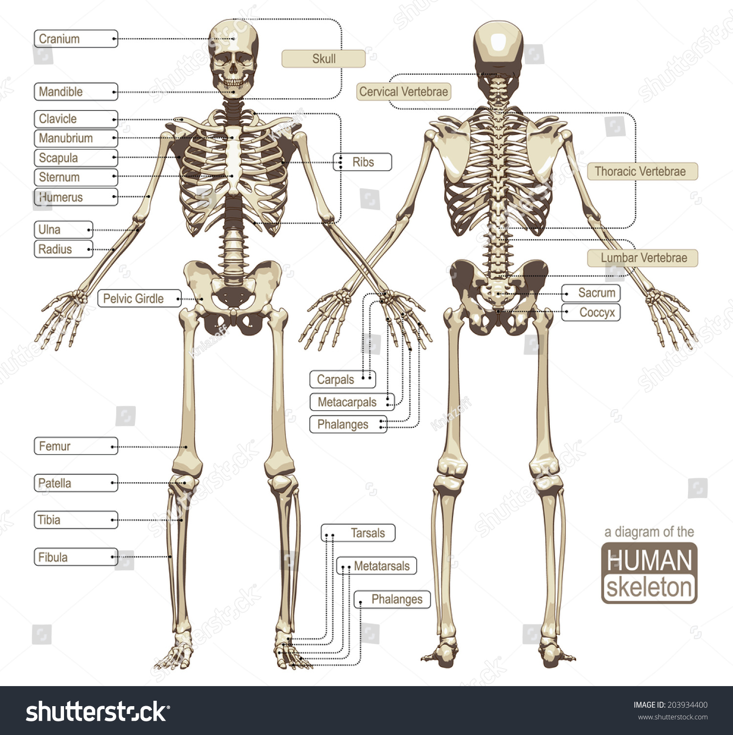 Human Skeleton Bone Anatomy Diagram