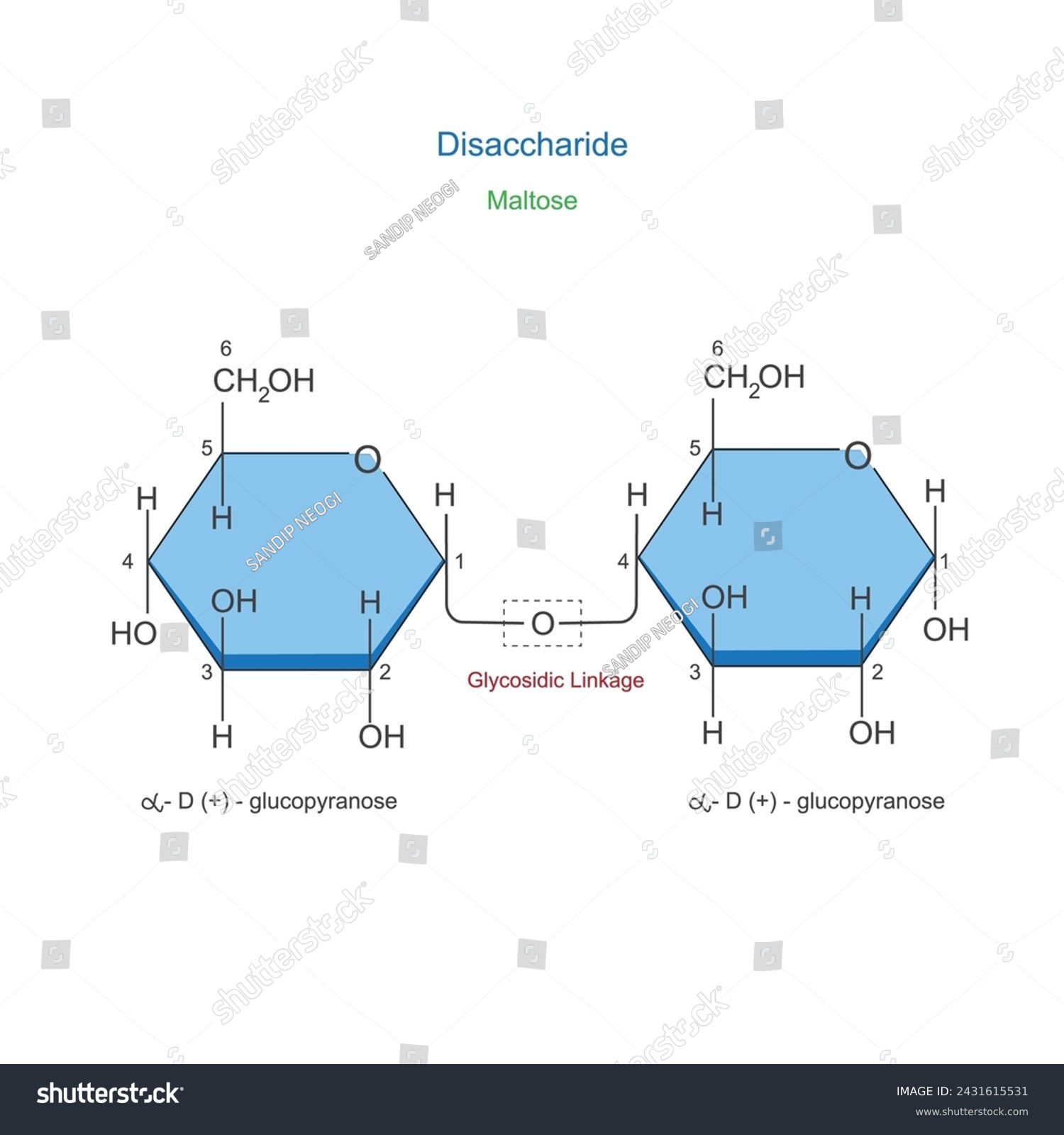 SVG of A Disaccharide is a sugar molecule composed of two monosaccharides joined by a glycosidic bond. Maltose or malt sugar. Chemical illustration. svg