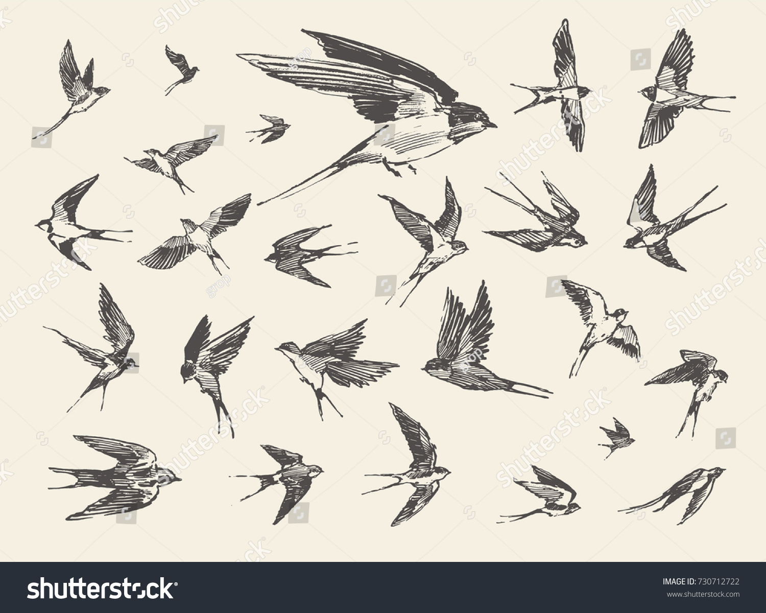 asian flair birds in flight Asian flair birds in flight