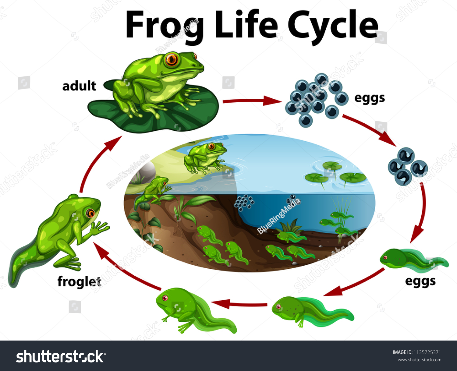 Frog Life Cycle Illustration Stock Vector (Royalty Free) 1135725371 ...