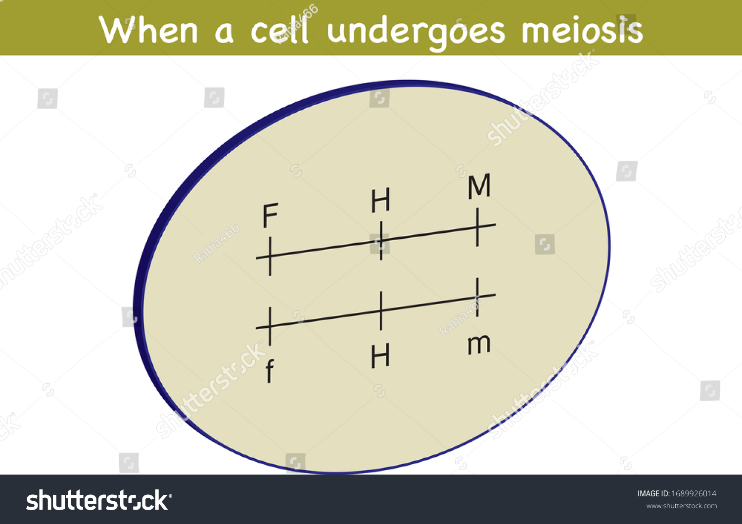 Genotyped Cell Undergoes Meiosis Stock Vector Royalty Free 1689926014