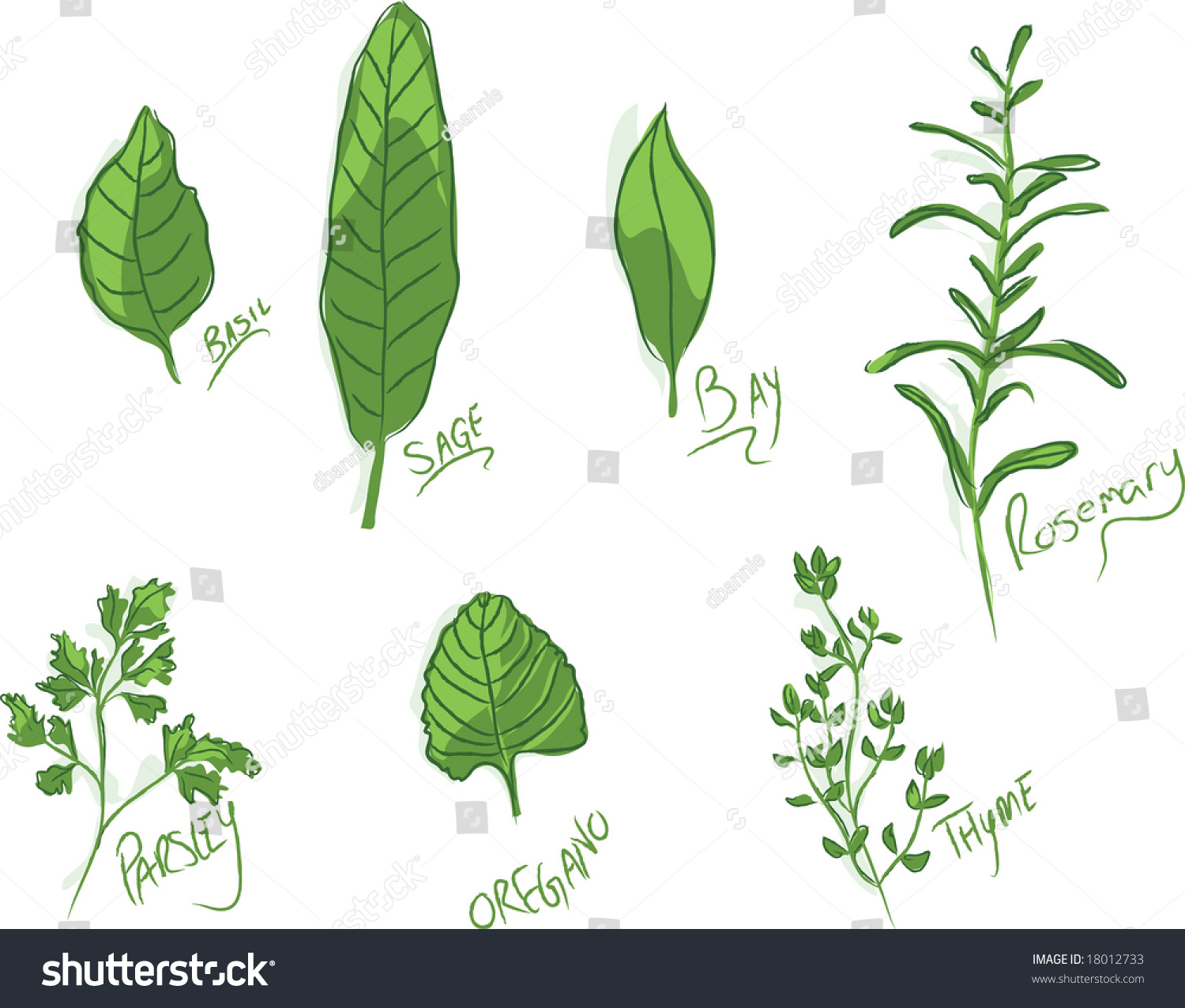 Group Handillustrated Culinary Herbs Names Stock Vector 18012733 ...