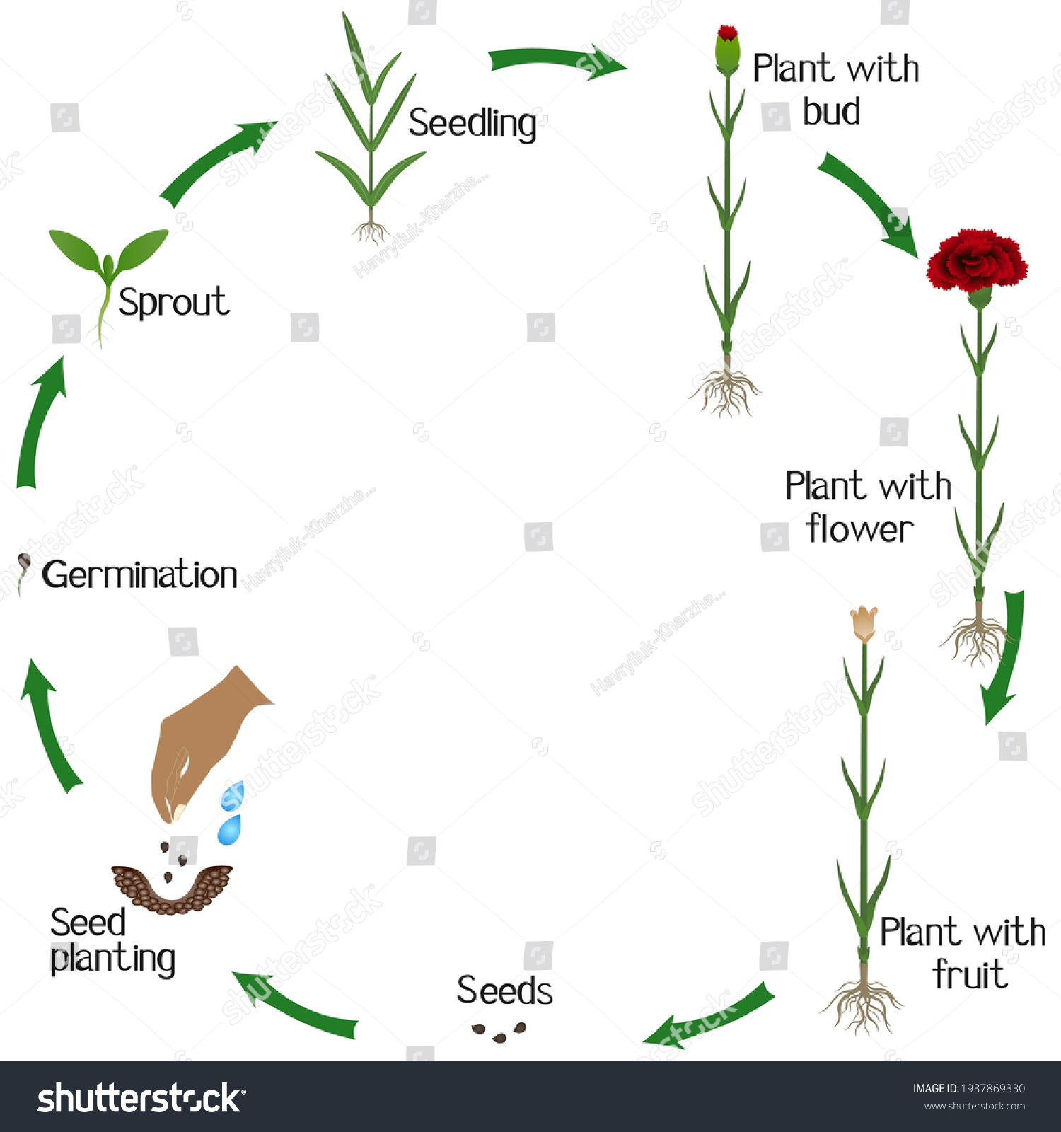 Growth Cycle Carnation Flowers On White Stock Vector (Royalty Free ...