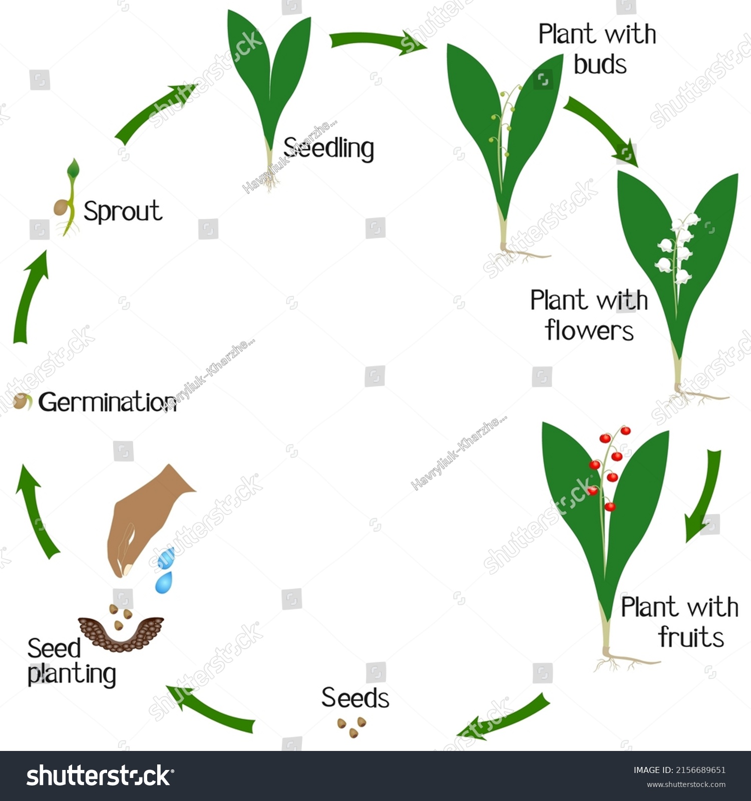 Growth Cycle Lily Valley Plant On Stock Vector (Royalty Free ...