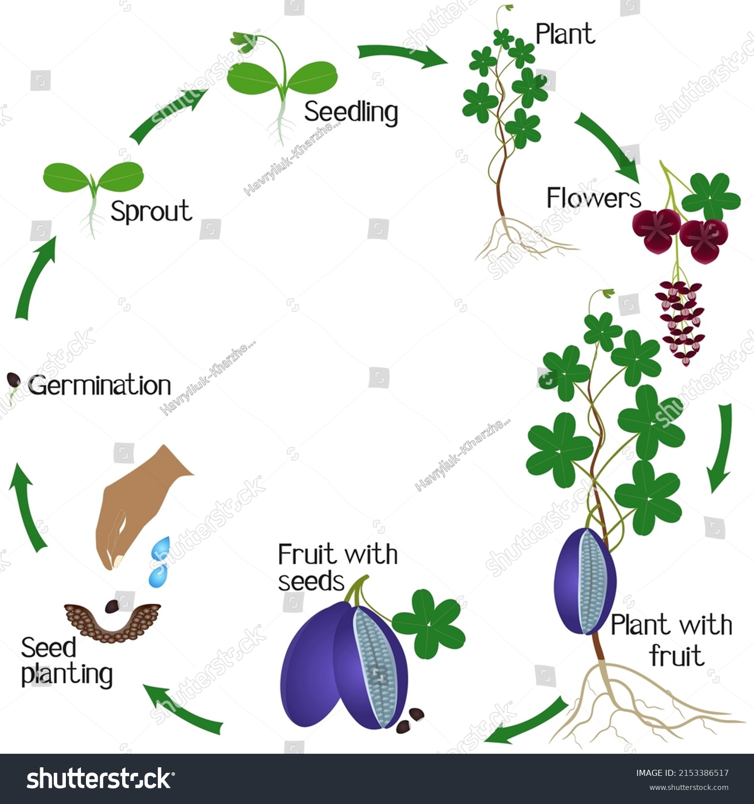 Growth Cycle Akebia Plant On White Stock Vector (royalty Free 