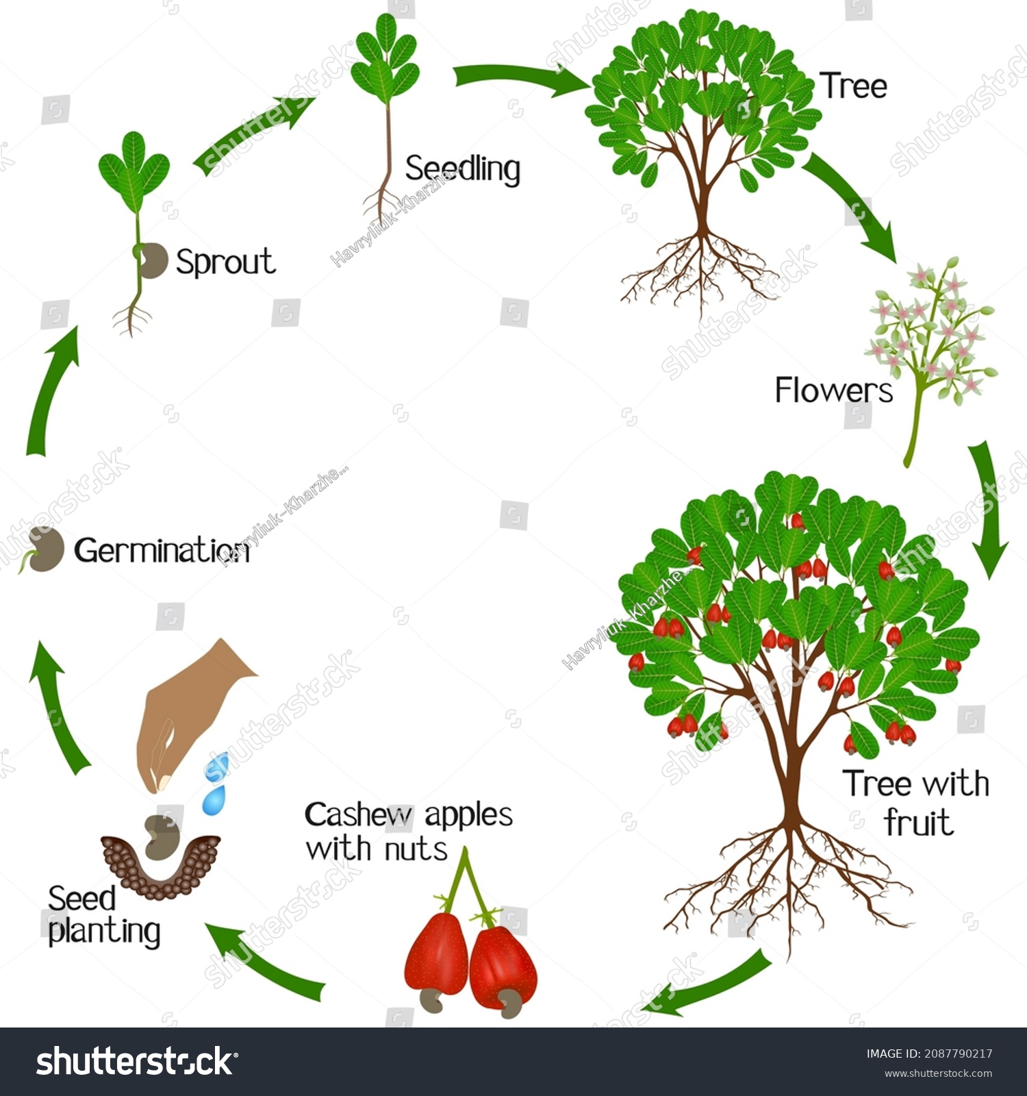 Growth Cycle Cashew Plant On White Stock Vector (Royalty Free ...