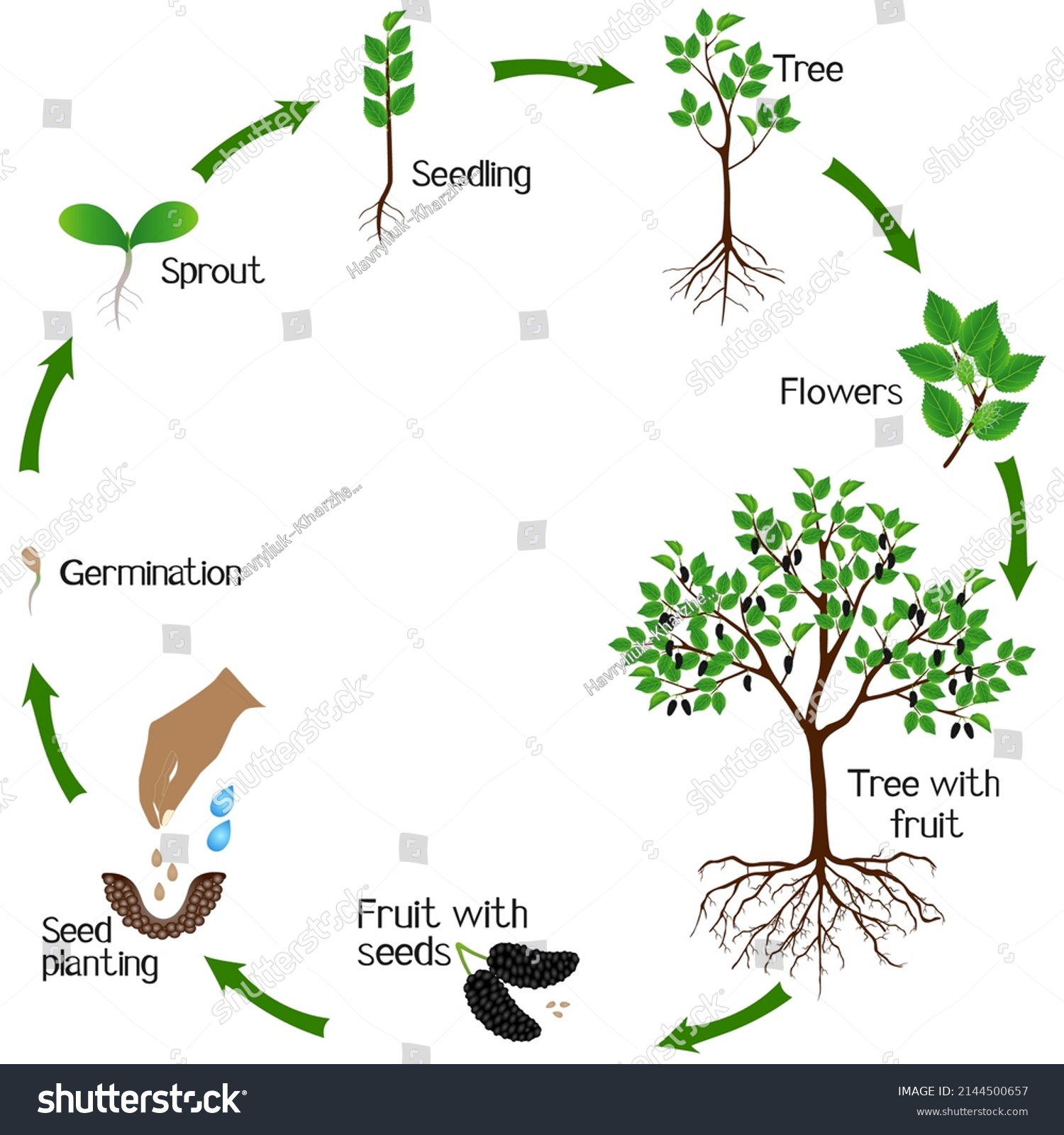 146 Seedling mulberry Images, Stock Photos & Vectors | Shutterstock