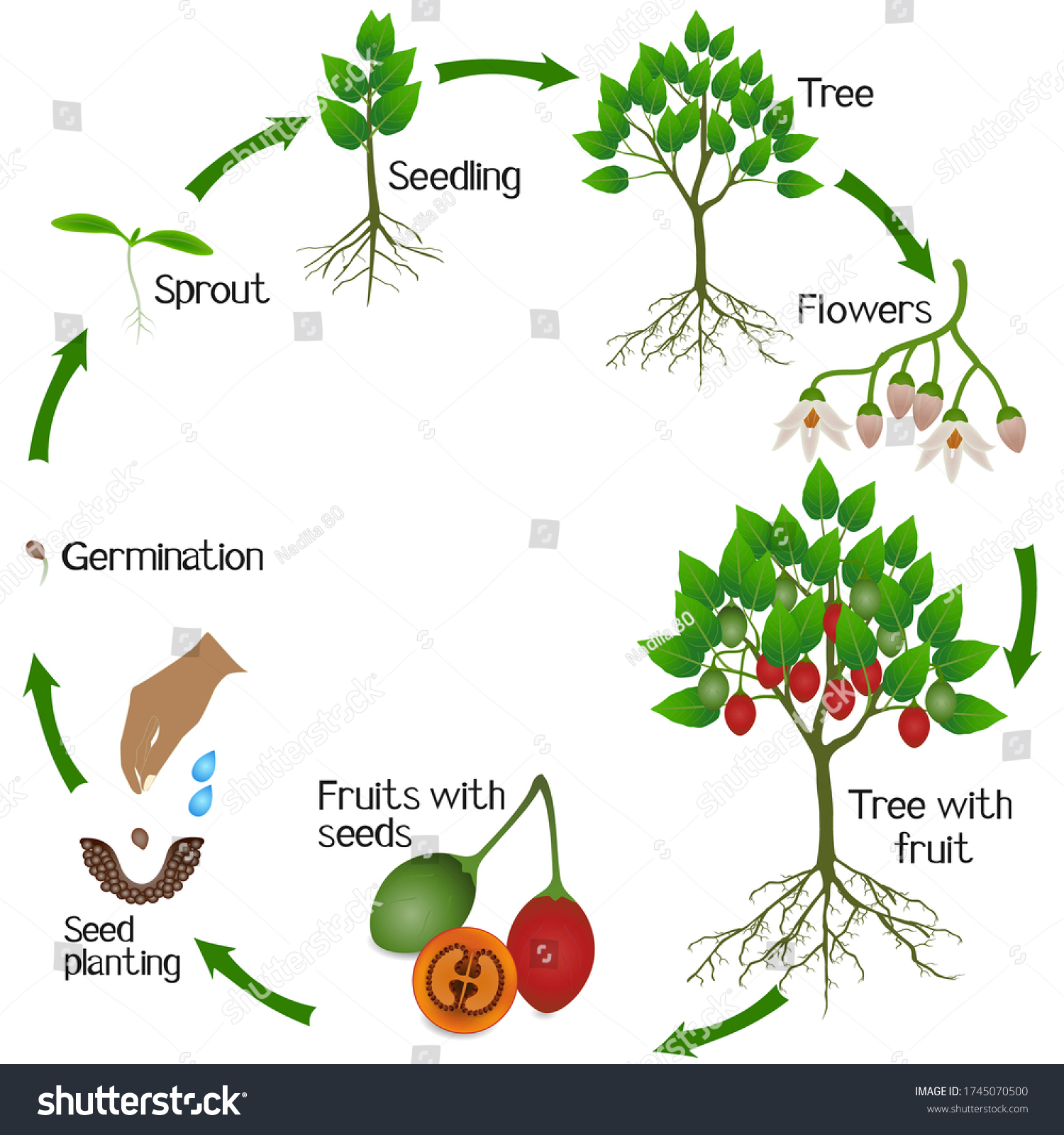 Growth Cycle Tamarillo Plant On White Stock Vector (Royalty Free ...