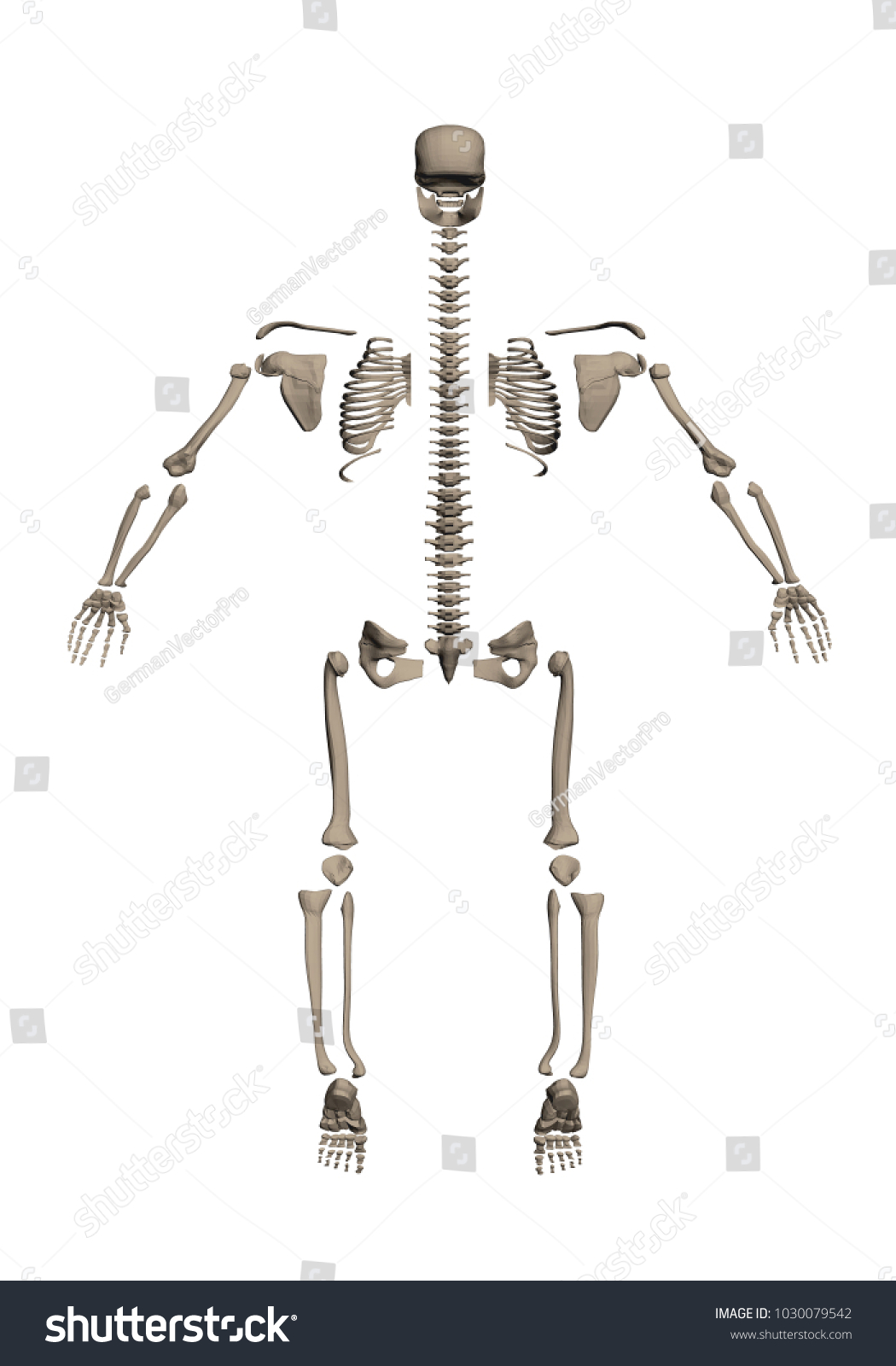 Human Skeleton Disassembled Into Bones Study Stock Vector (Royalty Free ...