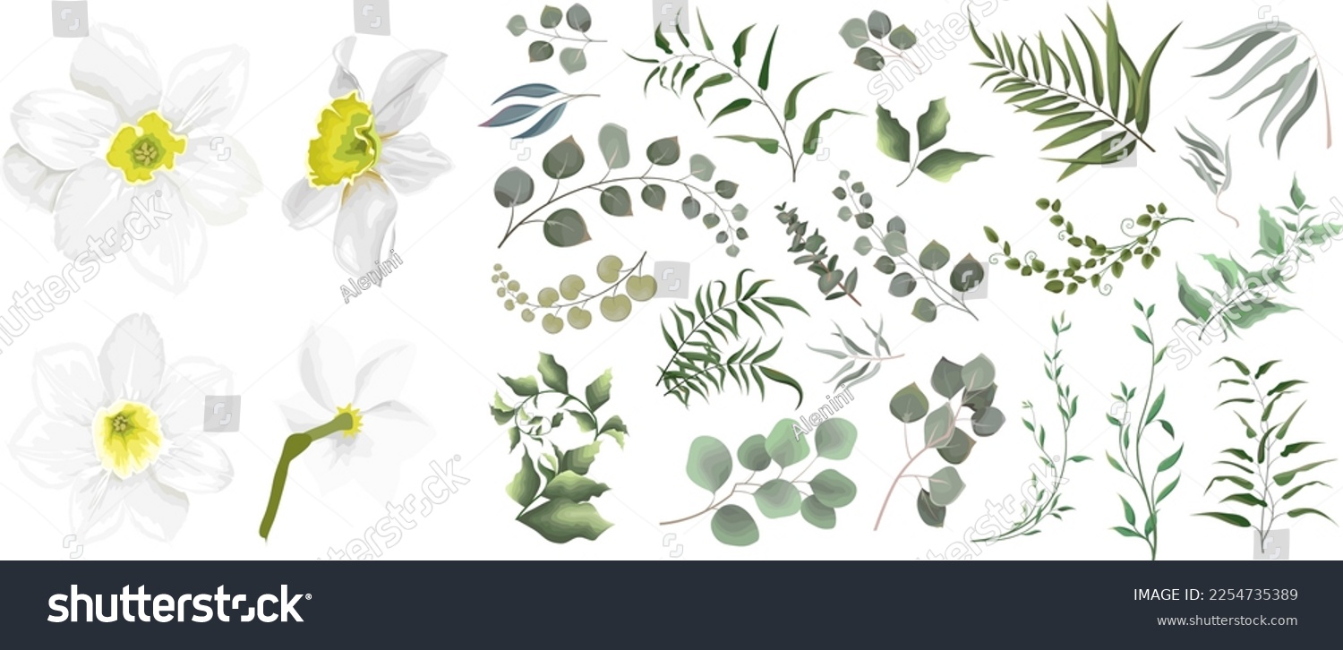 SVG of A large vector collection of flowers and plants. Juicy eucalyptus, white daffodil flower, green plants and leaves. All elements are isolated  svg