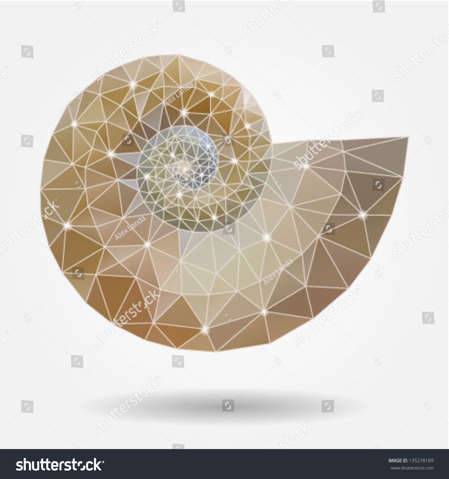 Nautilus Shell Stock Vector Royalty Free