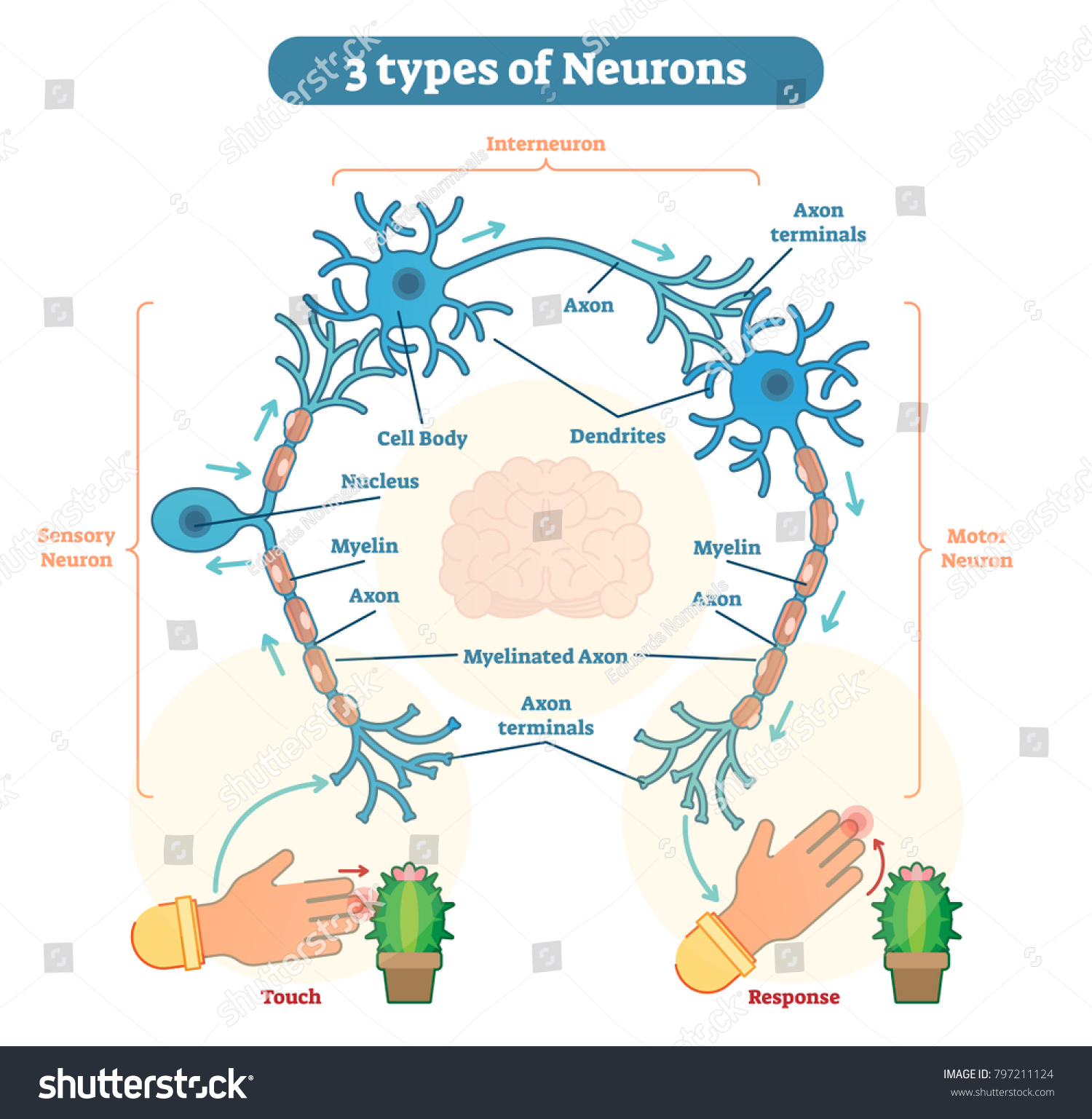 Neuron Known Neurone Nerve Cell Electrically Stock Vector Royalty Free